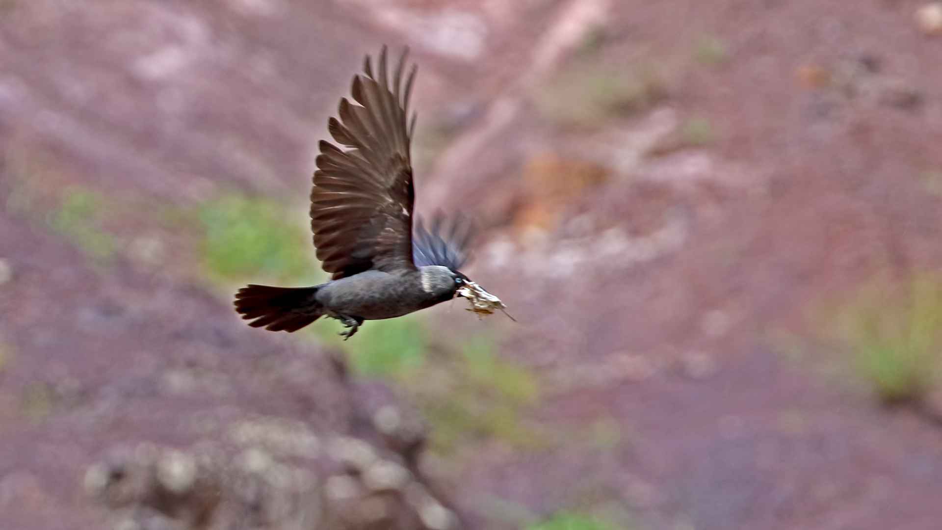 Eurasian Jackdaw