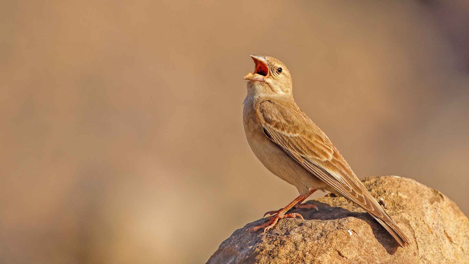 Pale Rockfinch