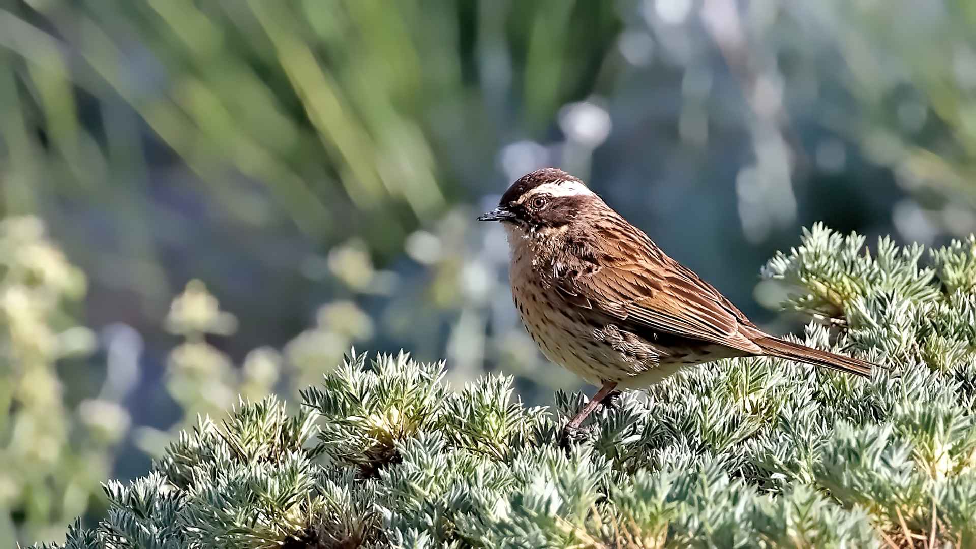 Radde's Accentor