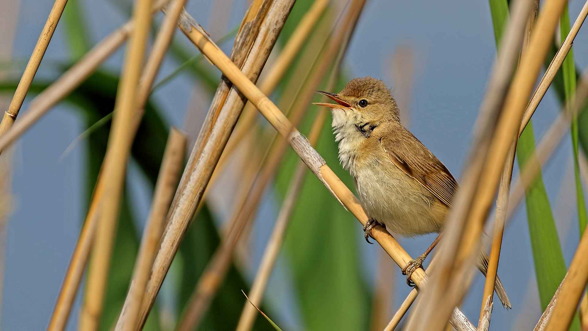 Eurasian Reed Warbler