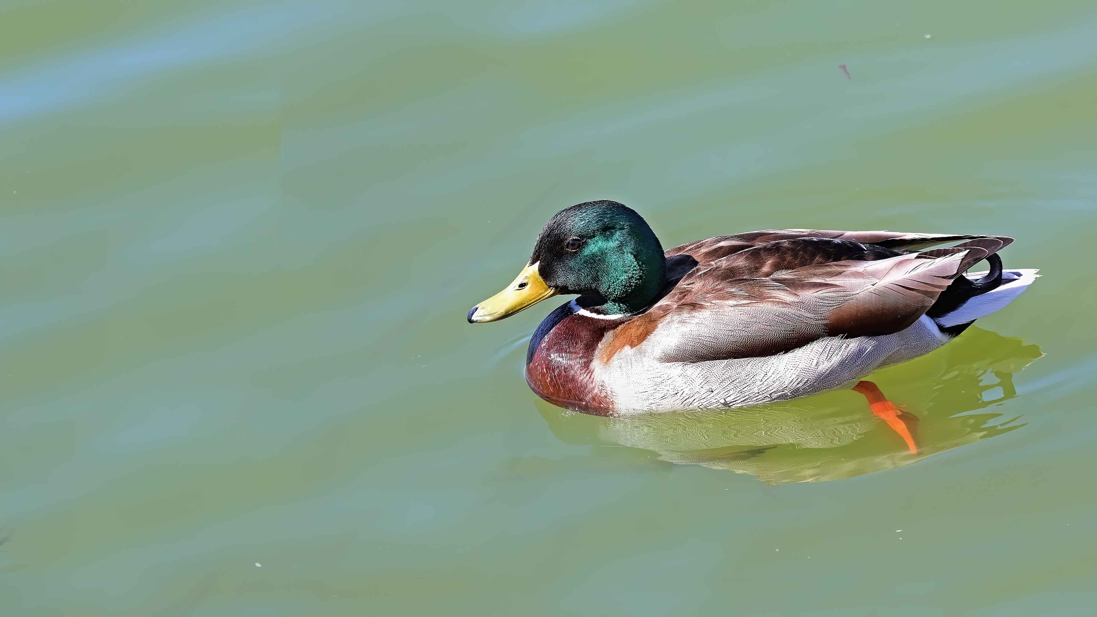 Mallard