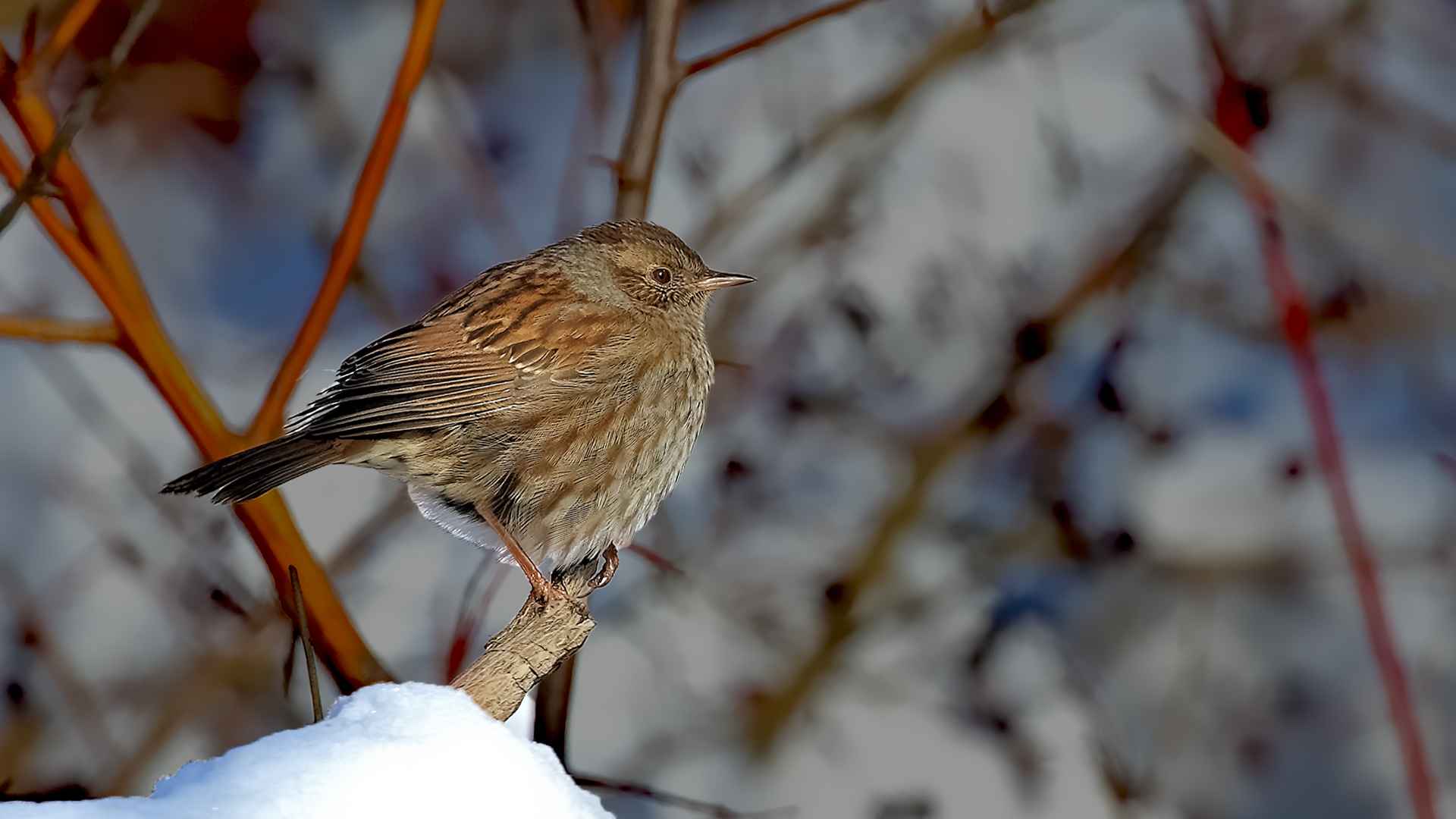 Dunnock