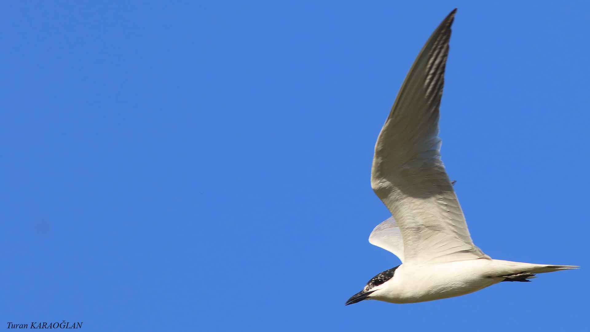 Gull-billed Tern