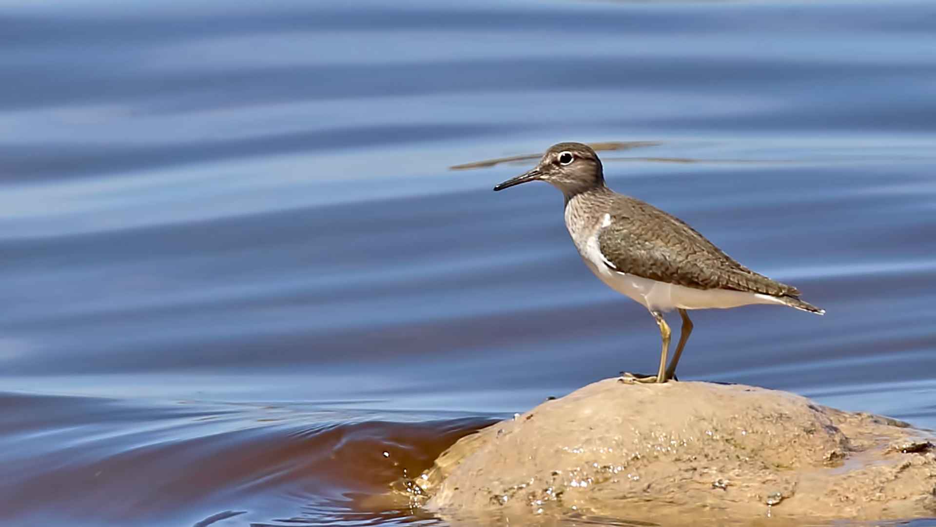 Common Sandpiper