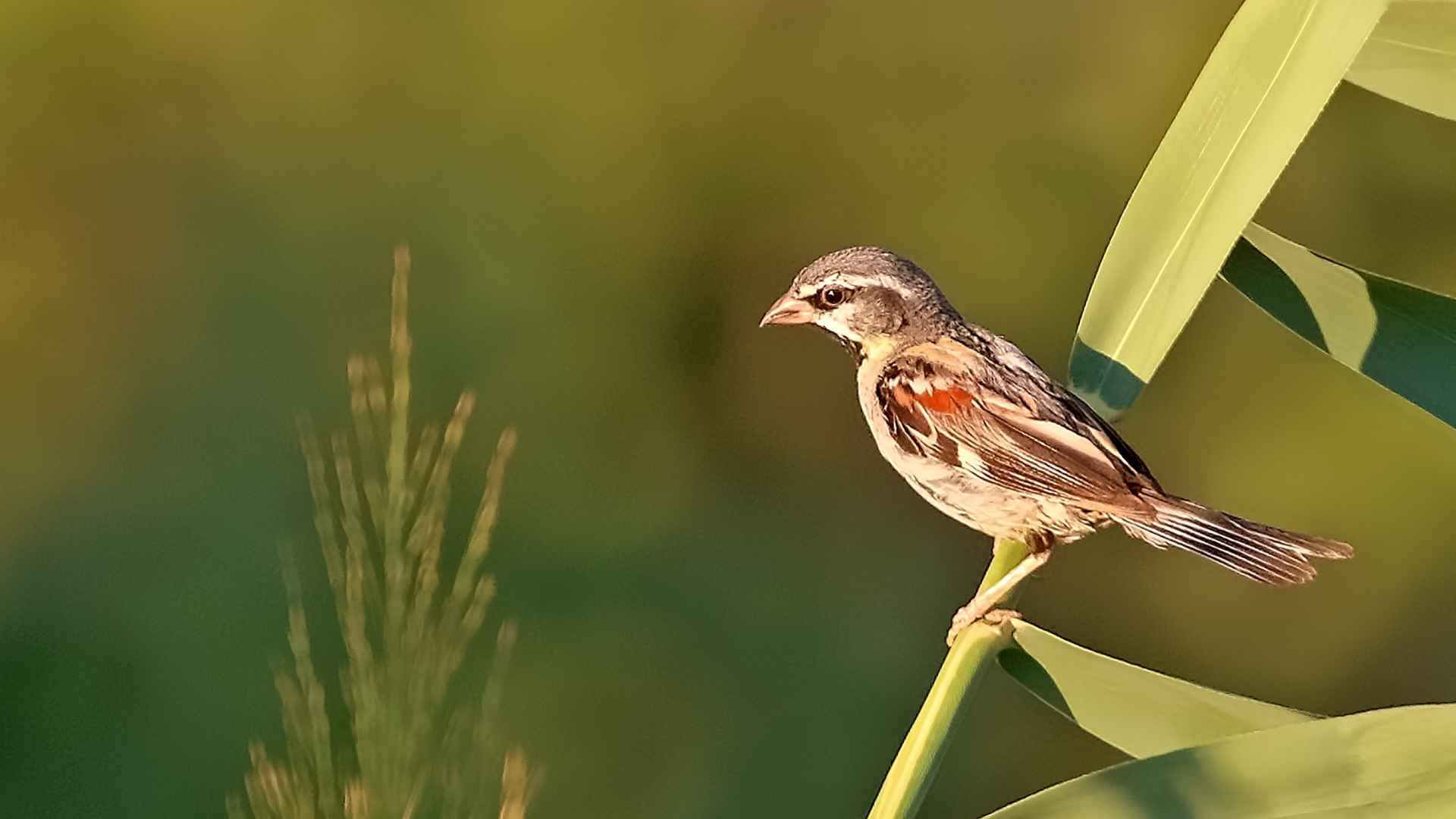 Dead Sea Sparrow