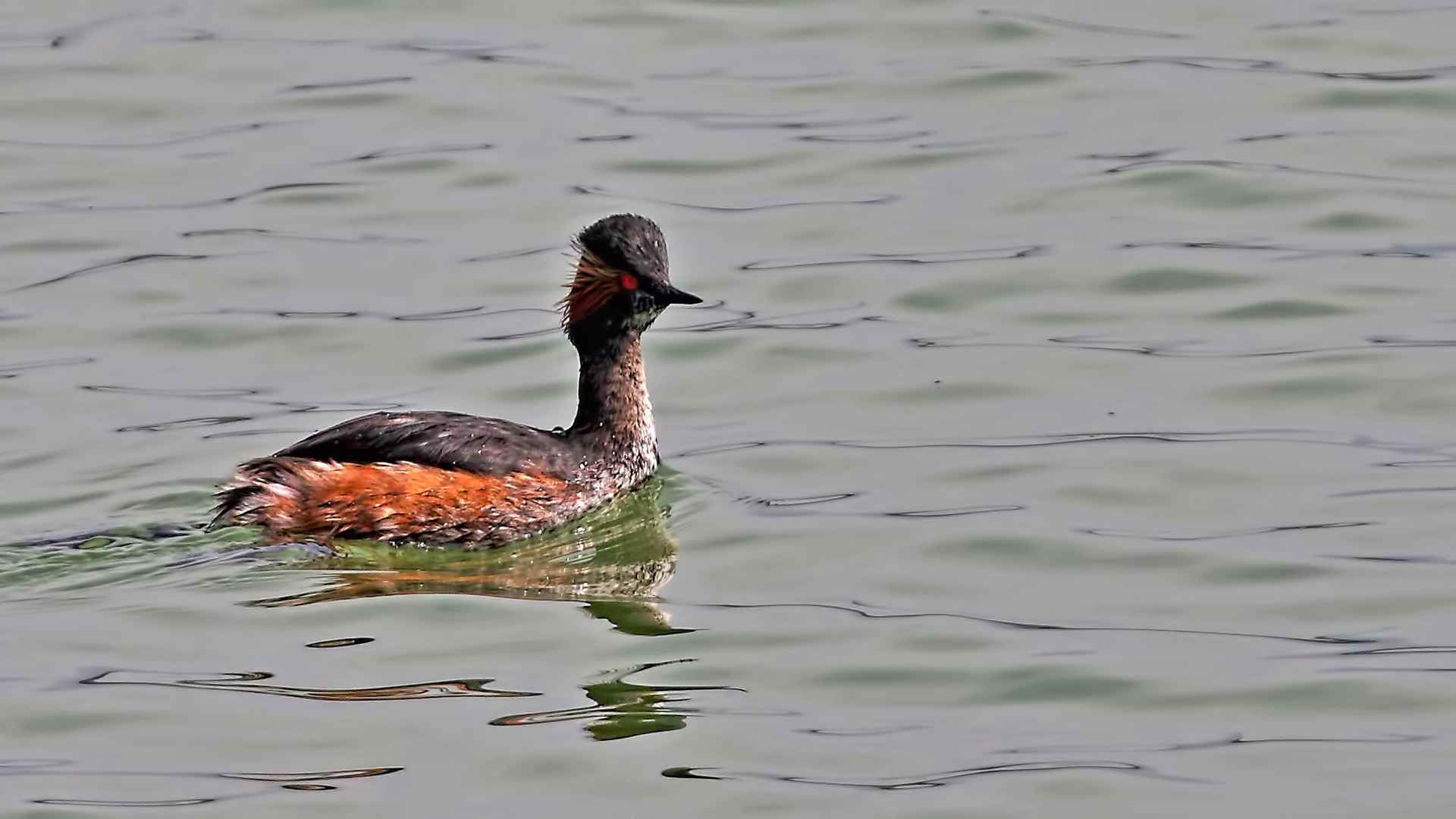 Eared Grebe
