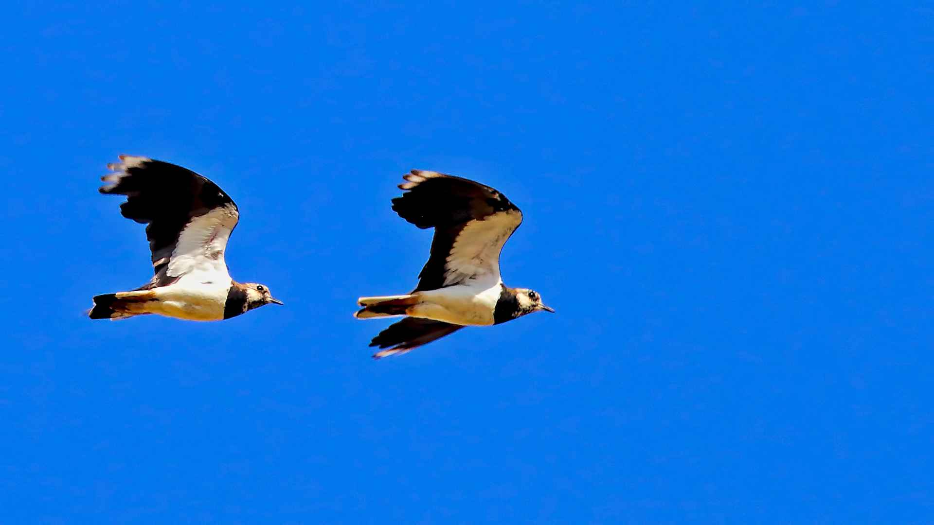 Northern Lapwing