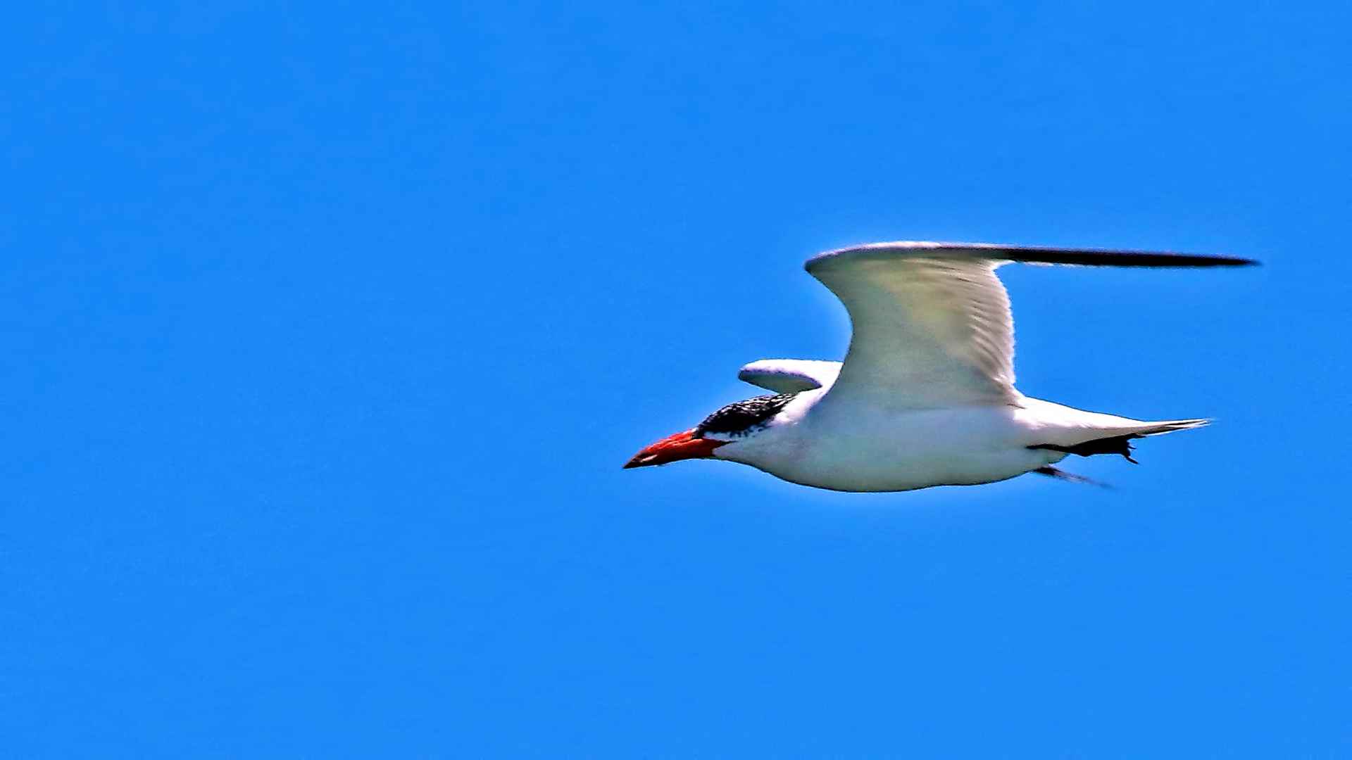 Caspian Tern