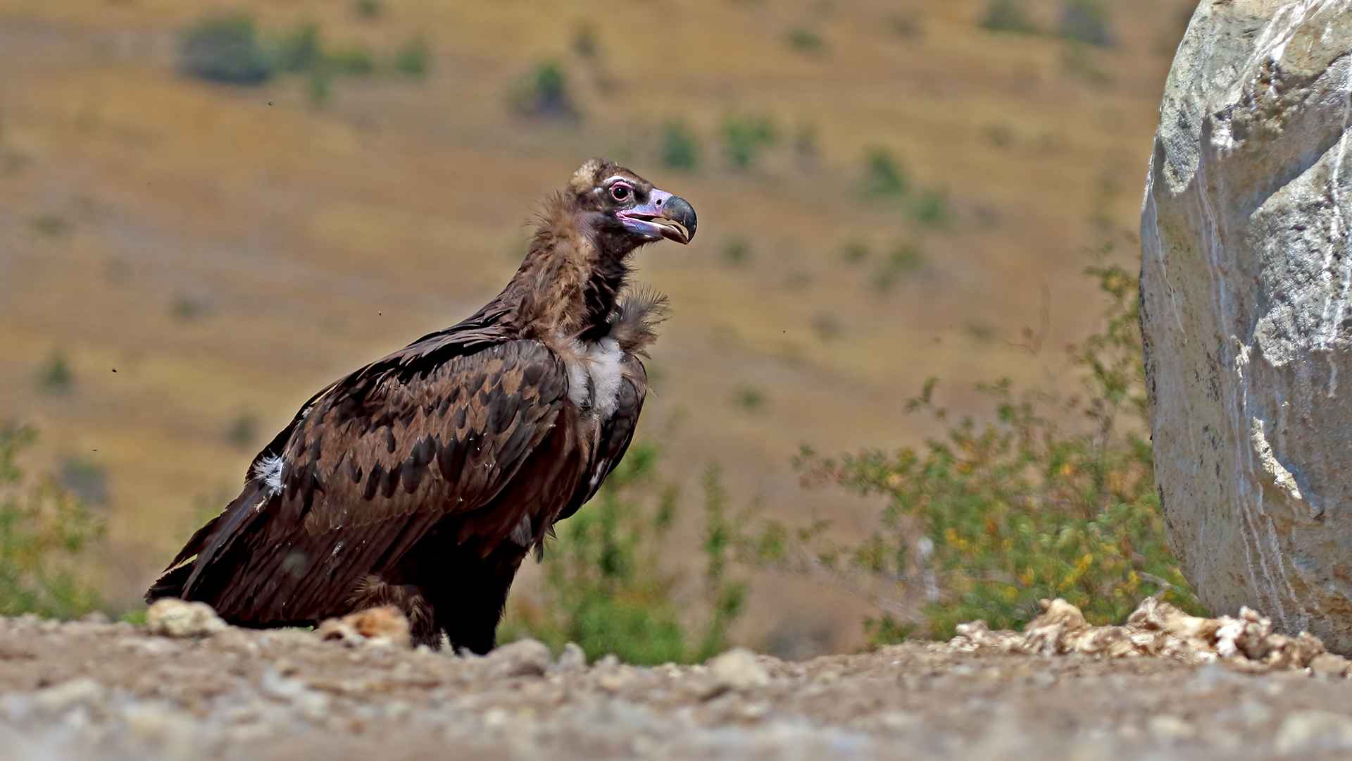 Kara akbaba