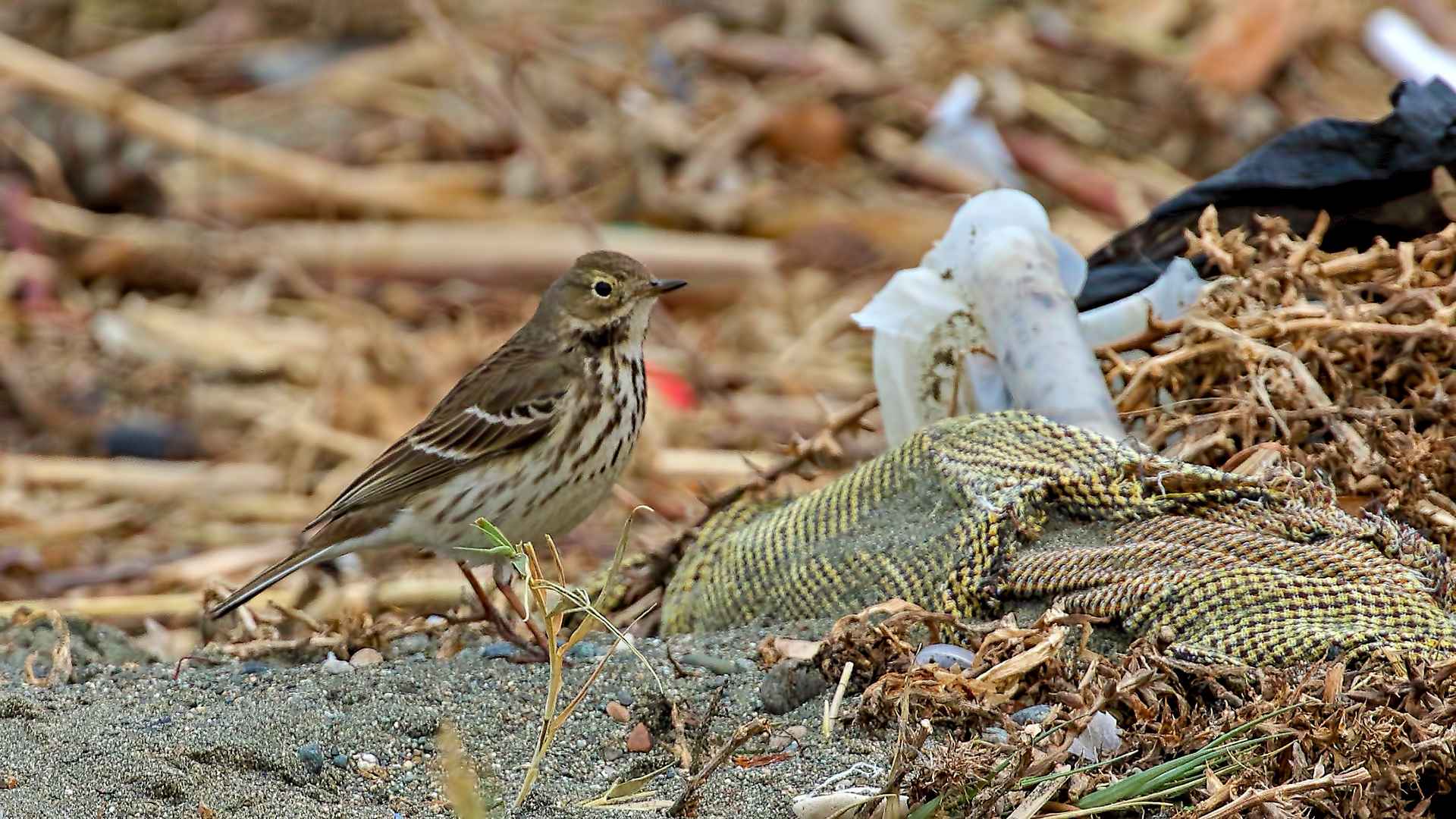 American Pipit