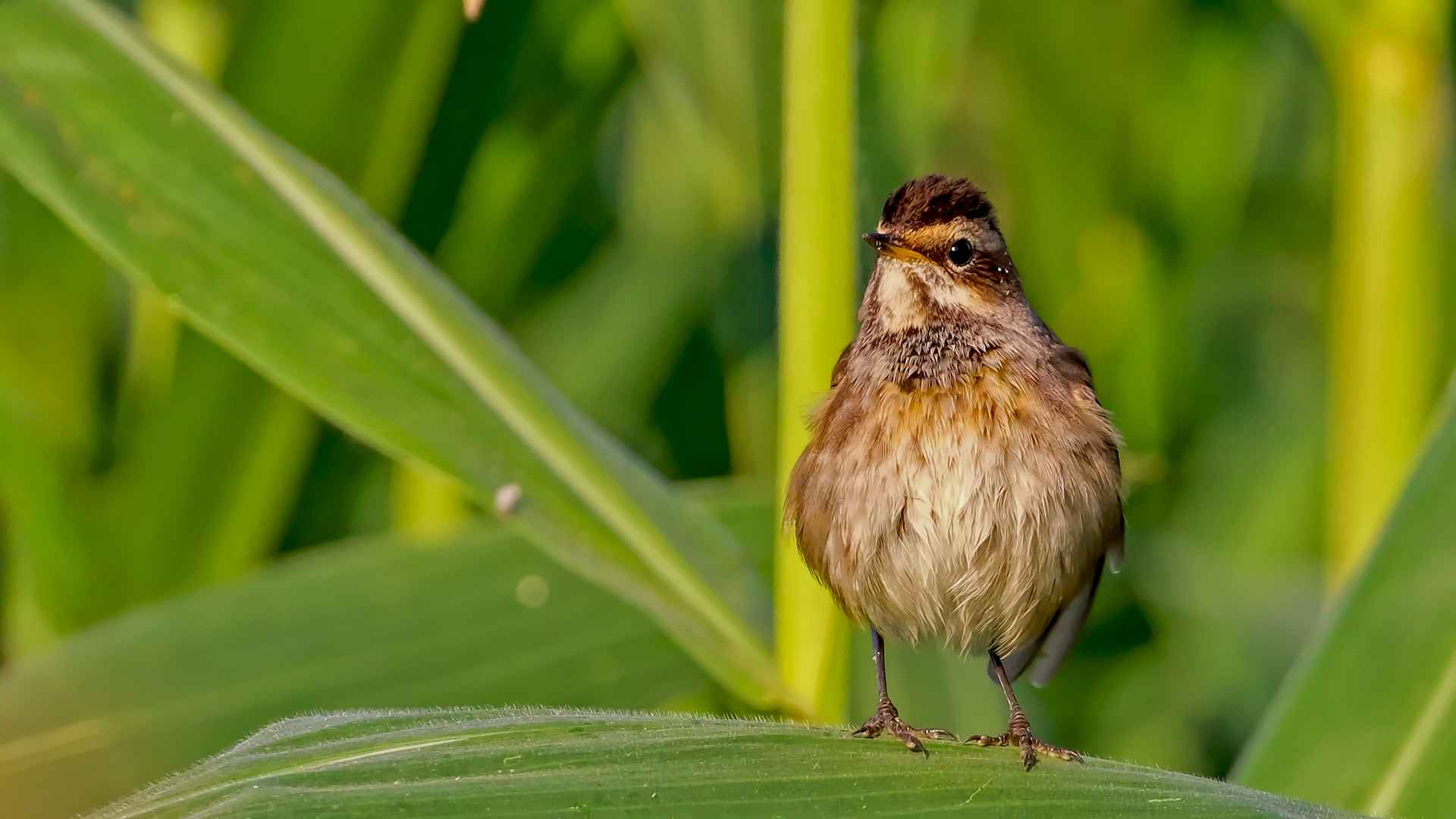 Mavigerdan
