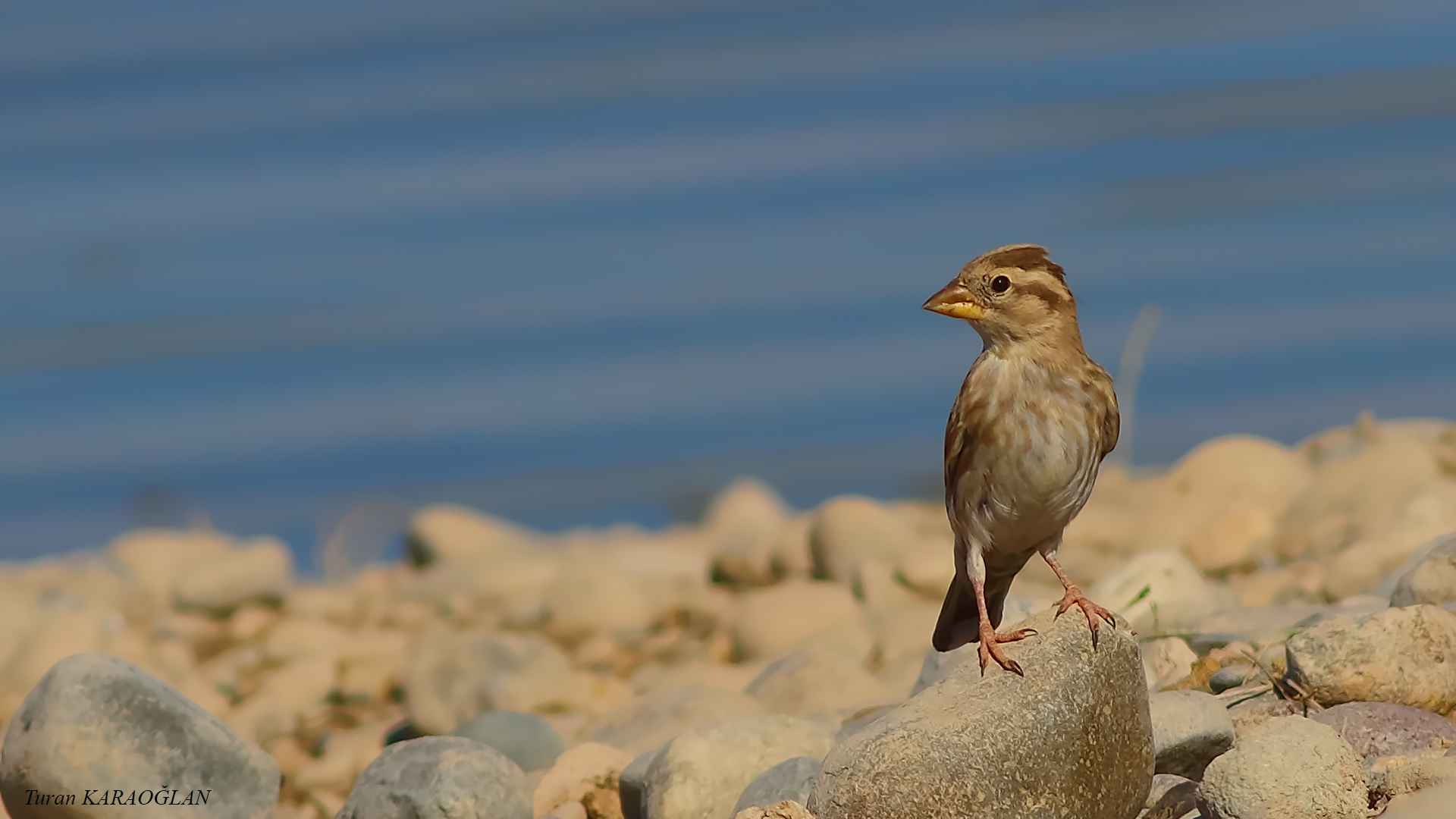 Rock Sparrow