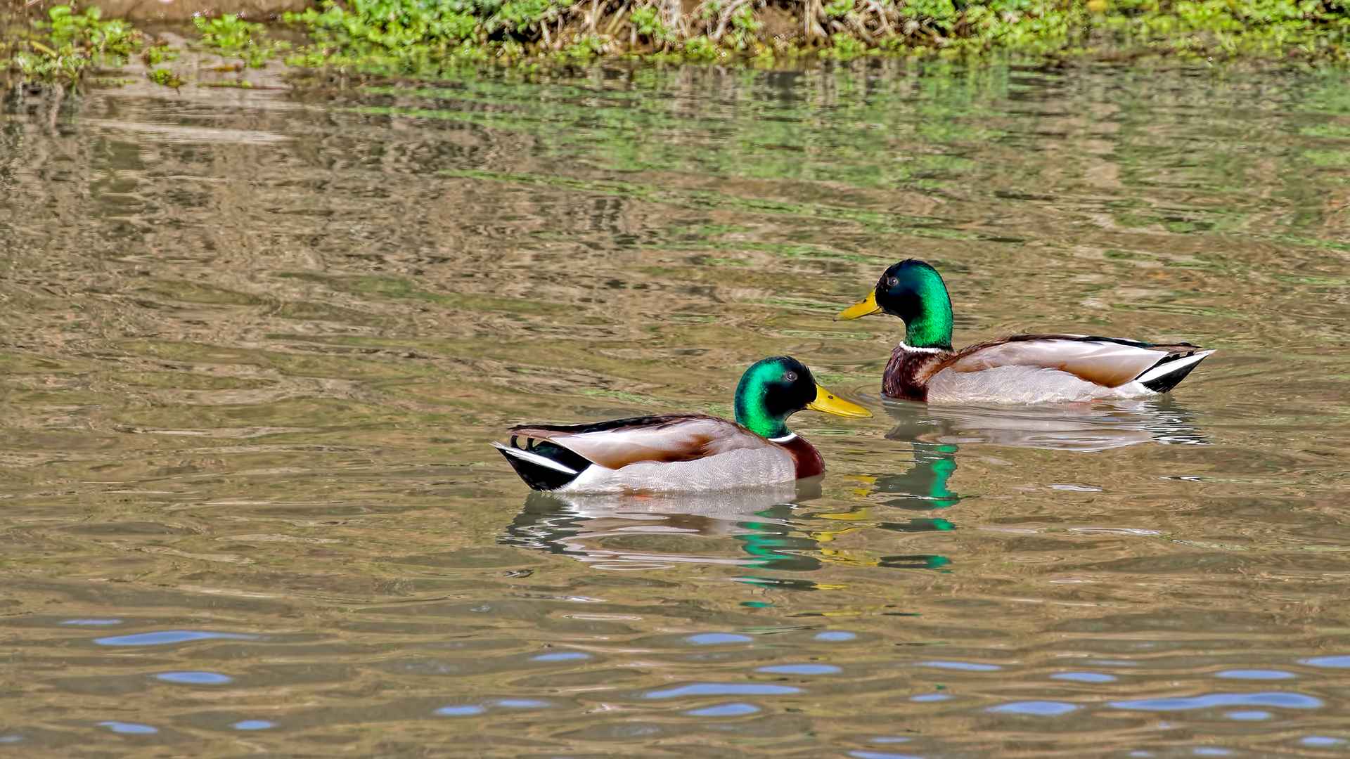 Mallard