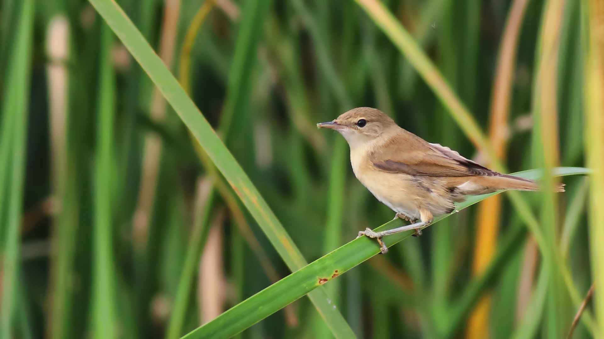 Eurasian Reed Warbler