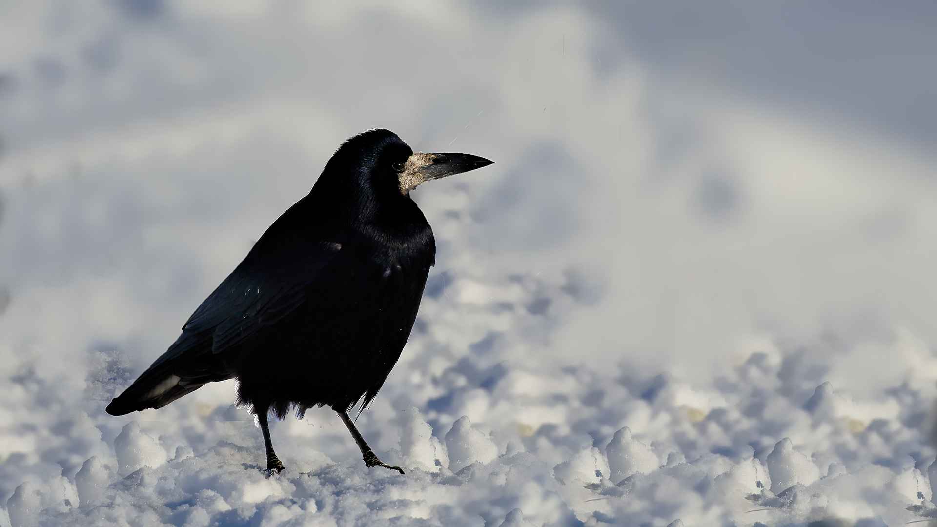 Rook
