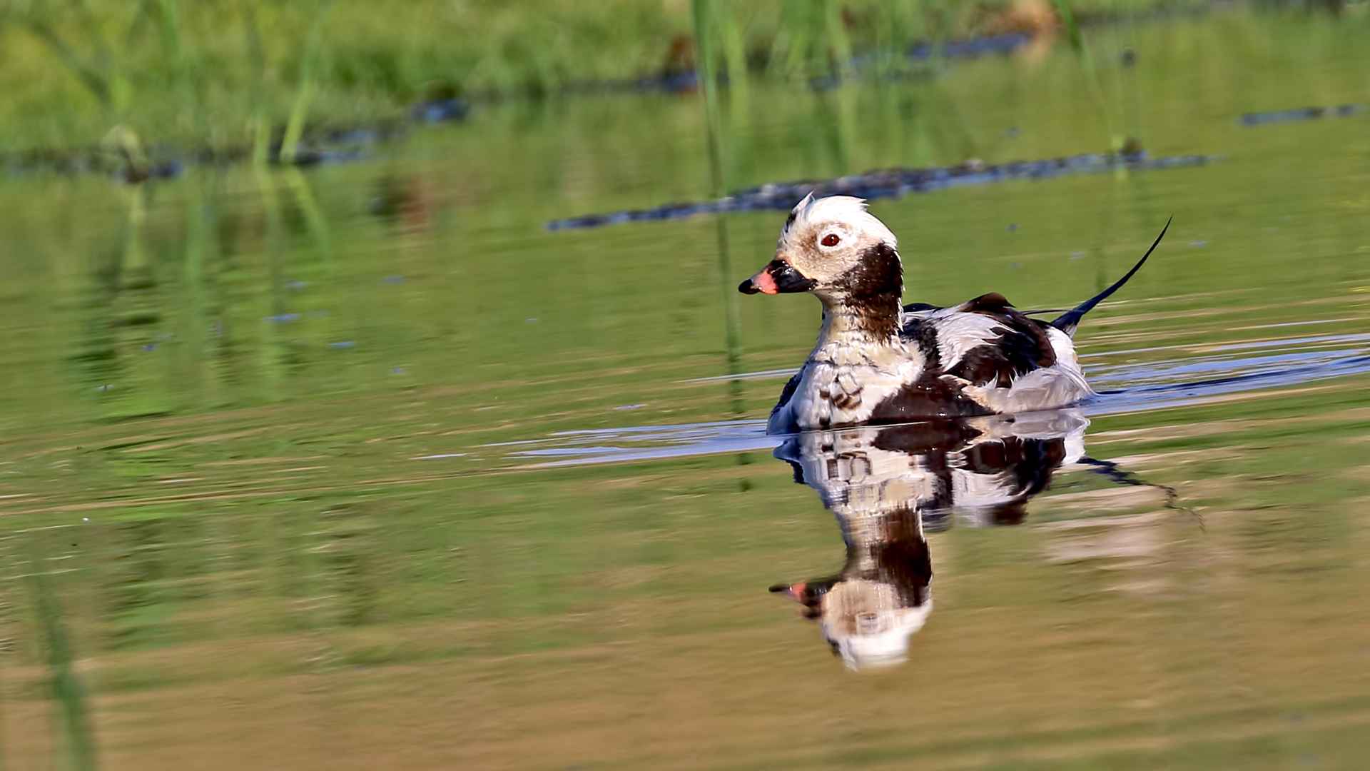Long-tailed Duck