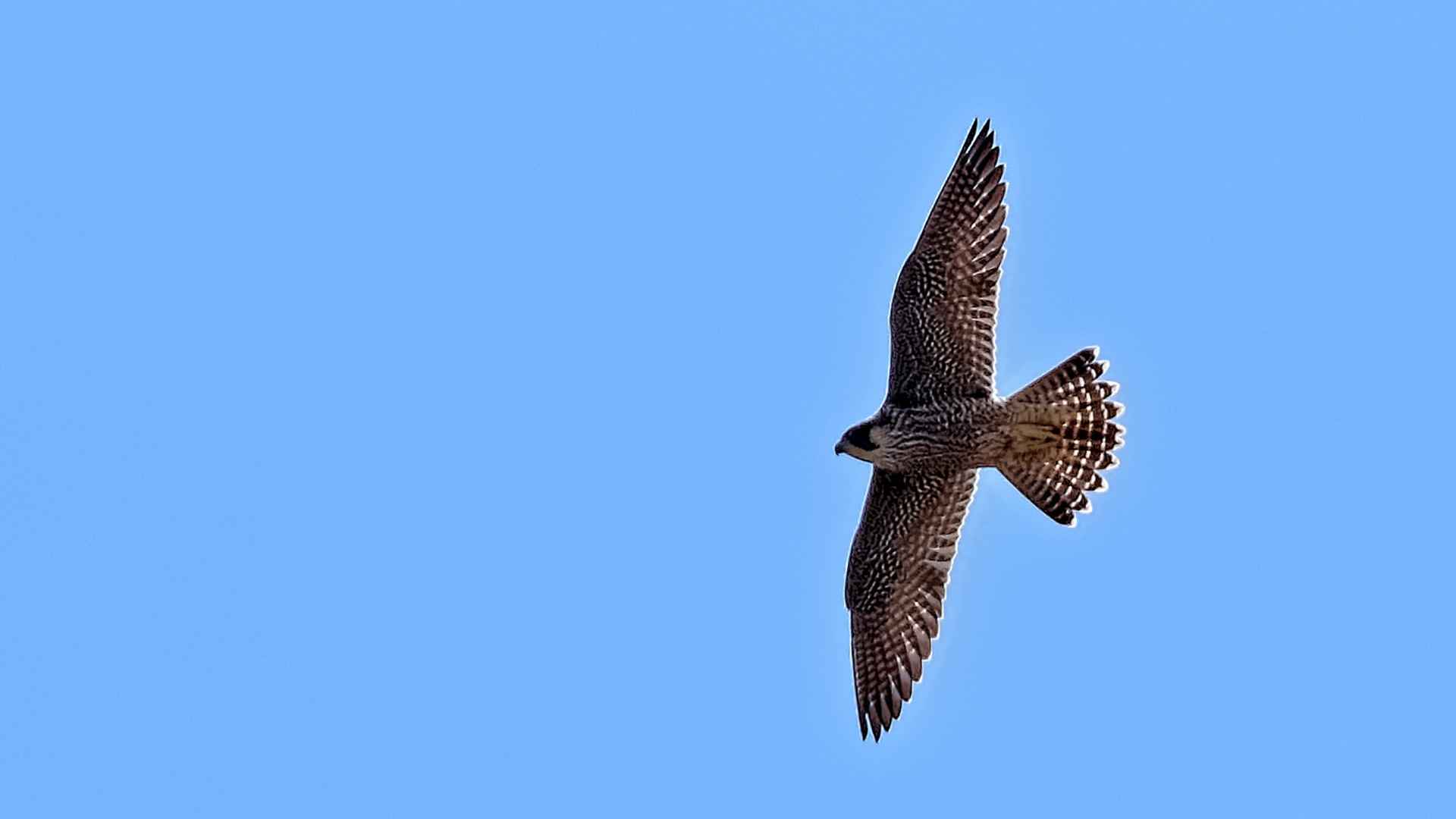 Peregrine Falcon