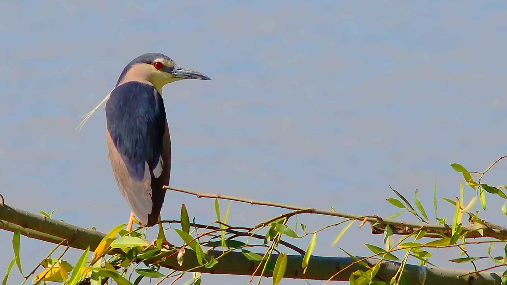 Black-crowned Night-Heron