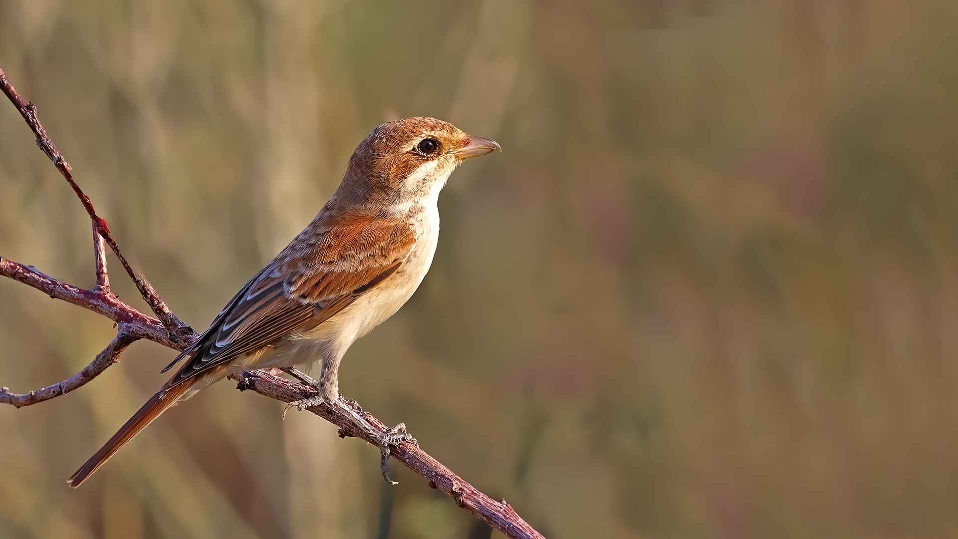 Kızılsırtlı örümcekkuşu