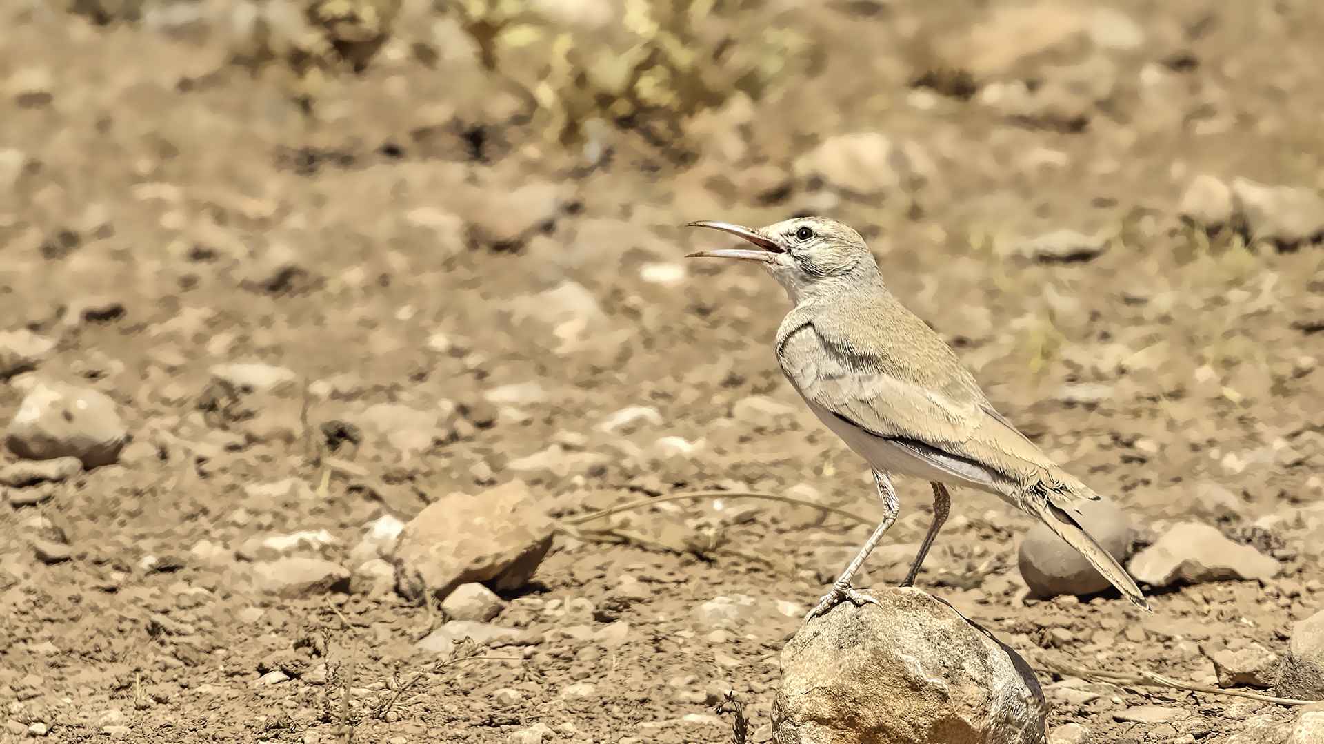Greater Hoopoe-Lark
