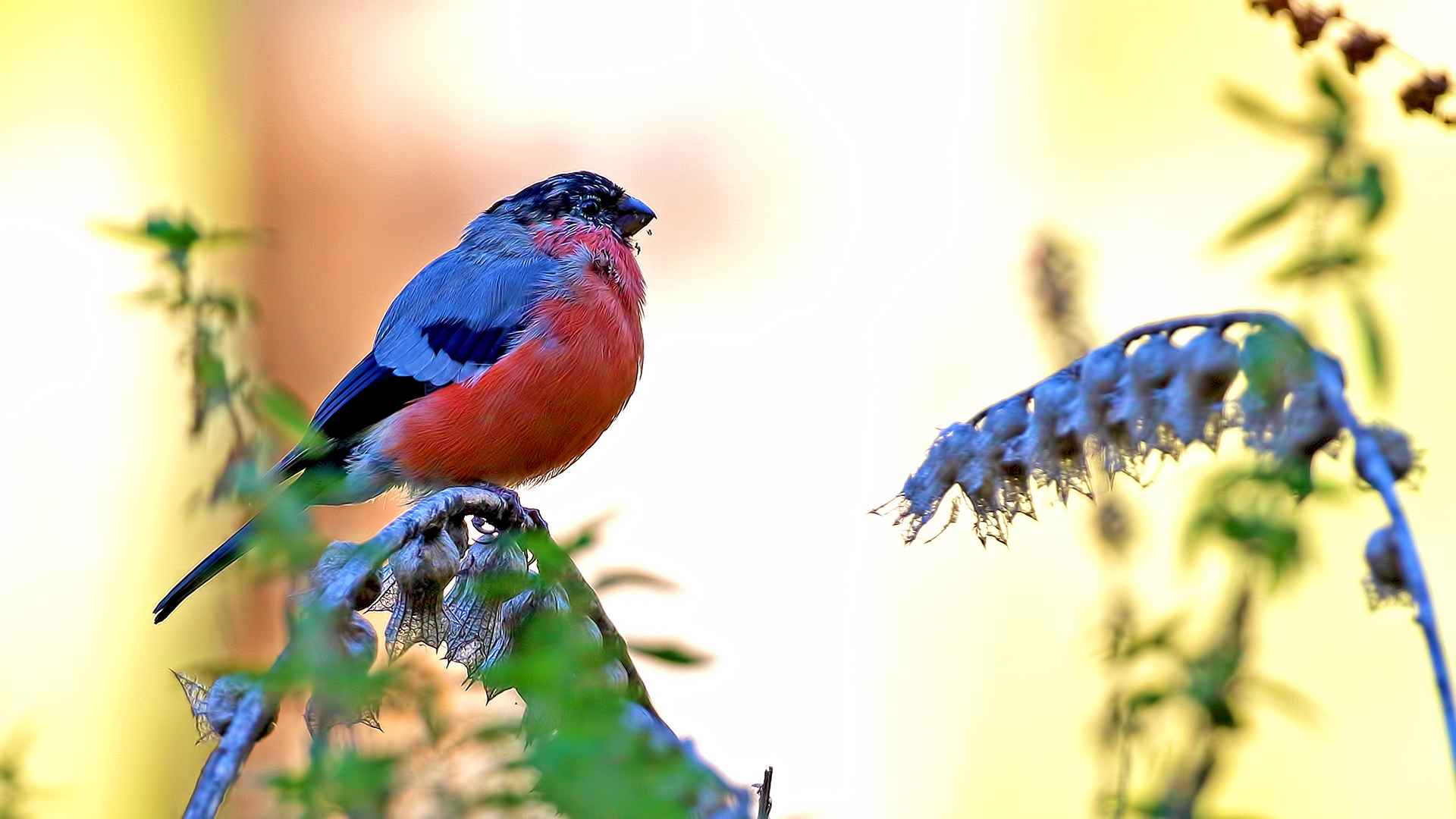 Eurasian Bullfinch