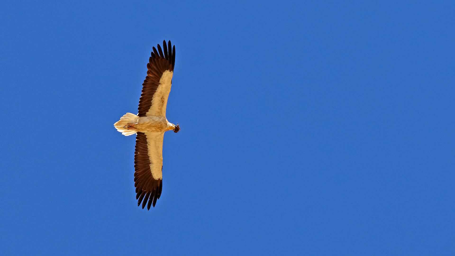 Egyptian Vulture
