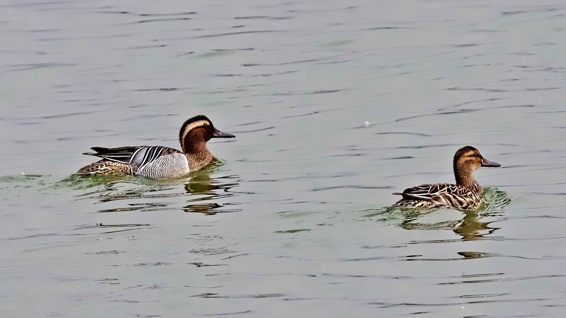 Garganey