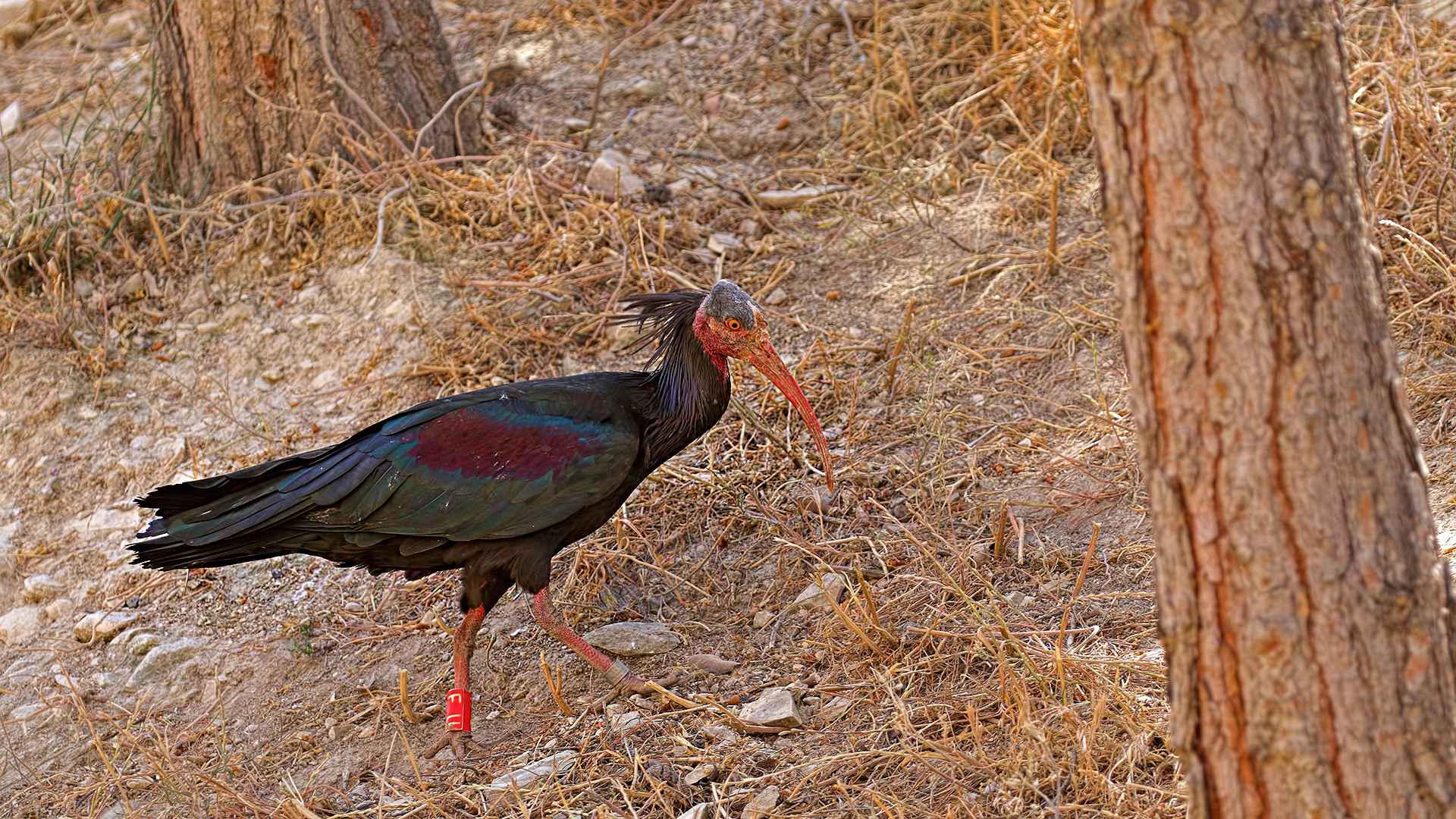Kelaynak