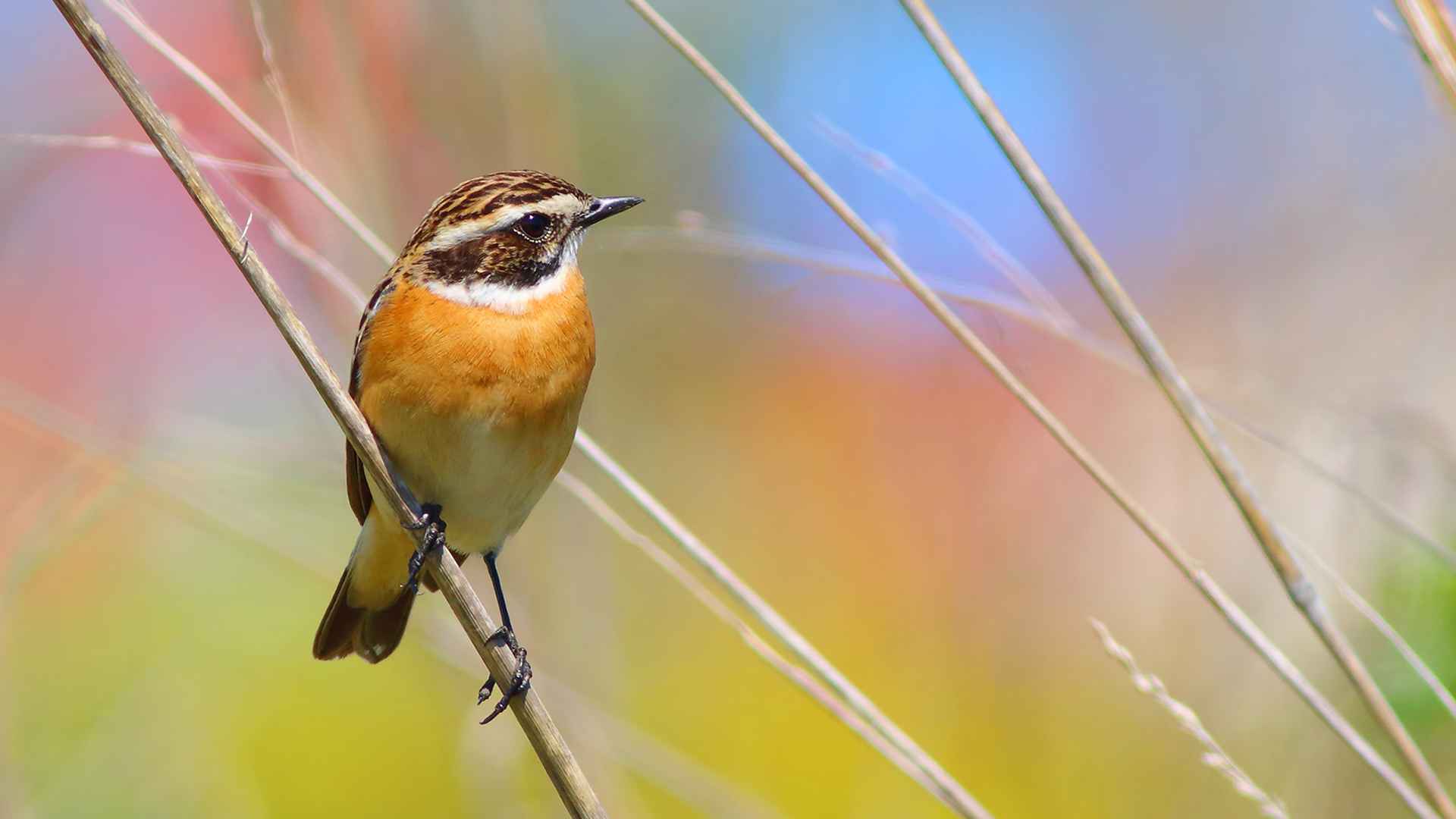 Whinchat