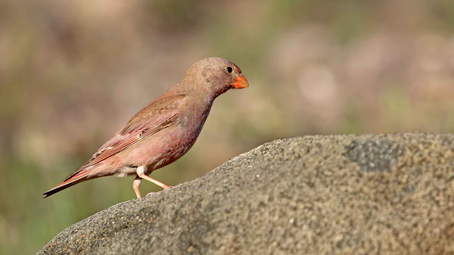 Trumpeter Finch