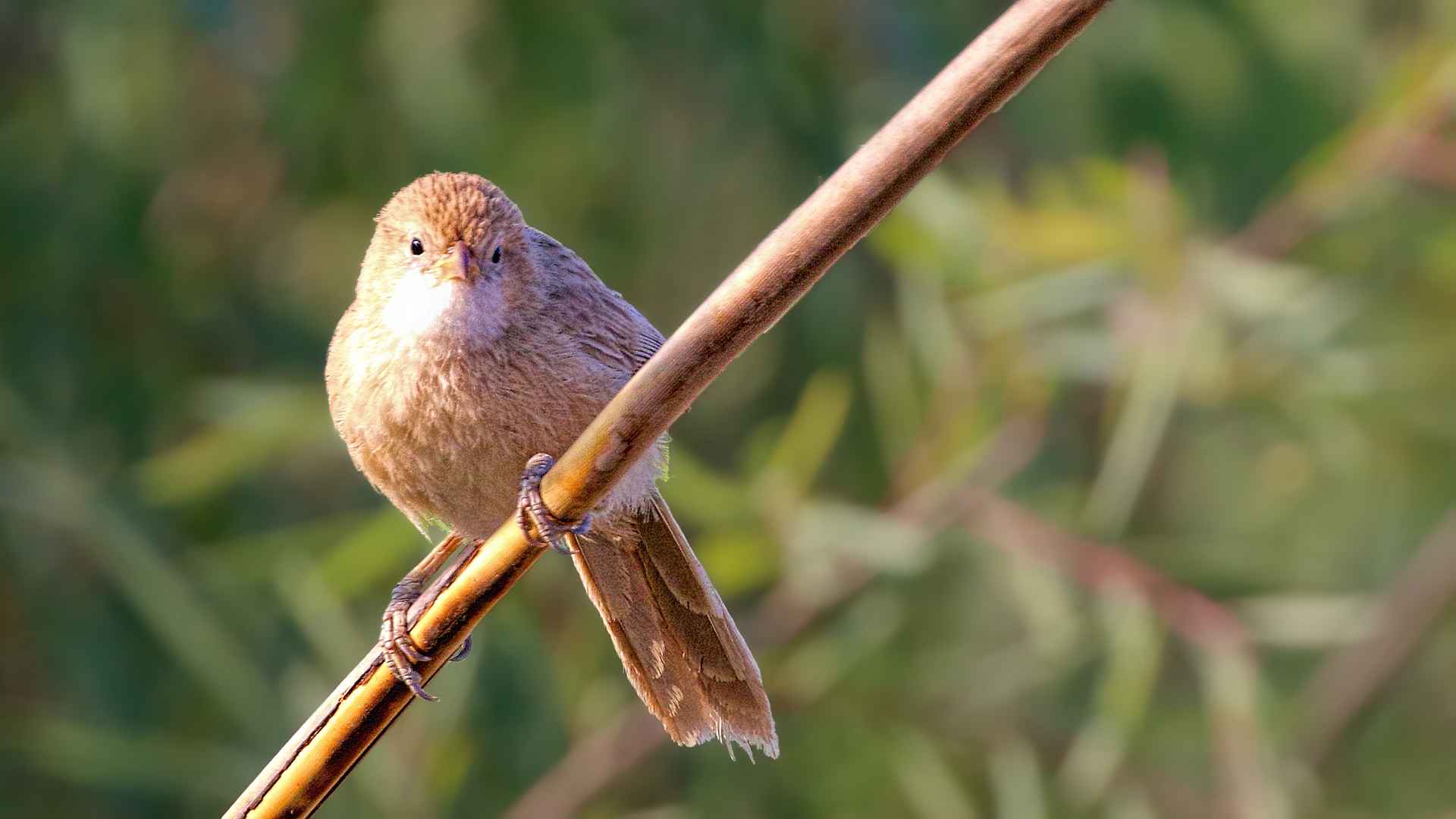 Iraq Babbler