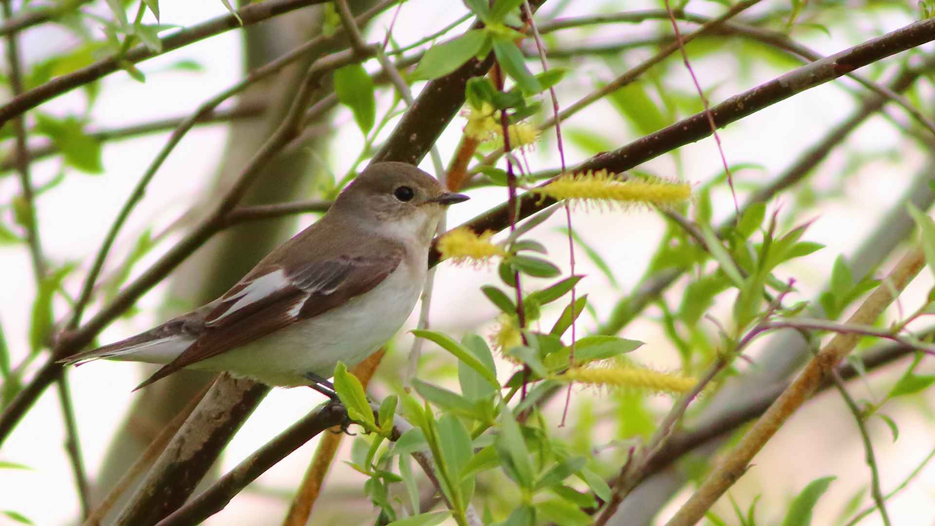 European Pied Flycatcher