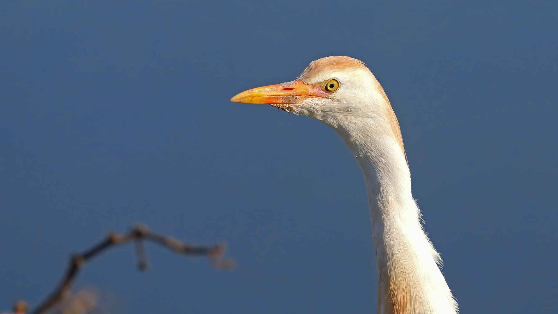 Sığır balıkçılı