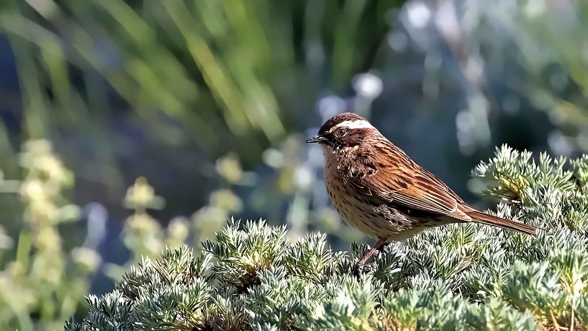 Radde's Accentor