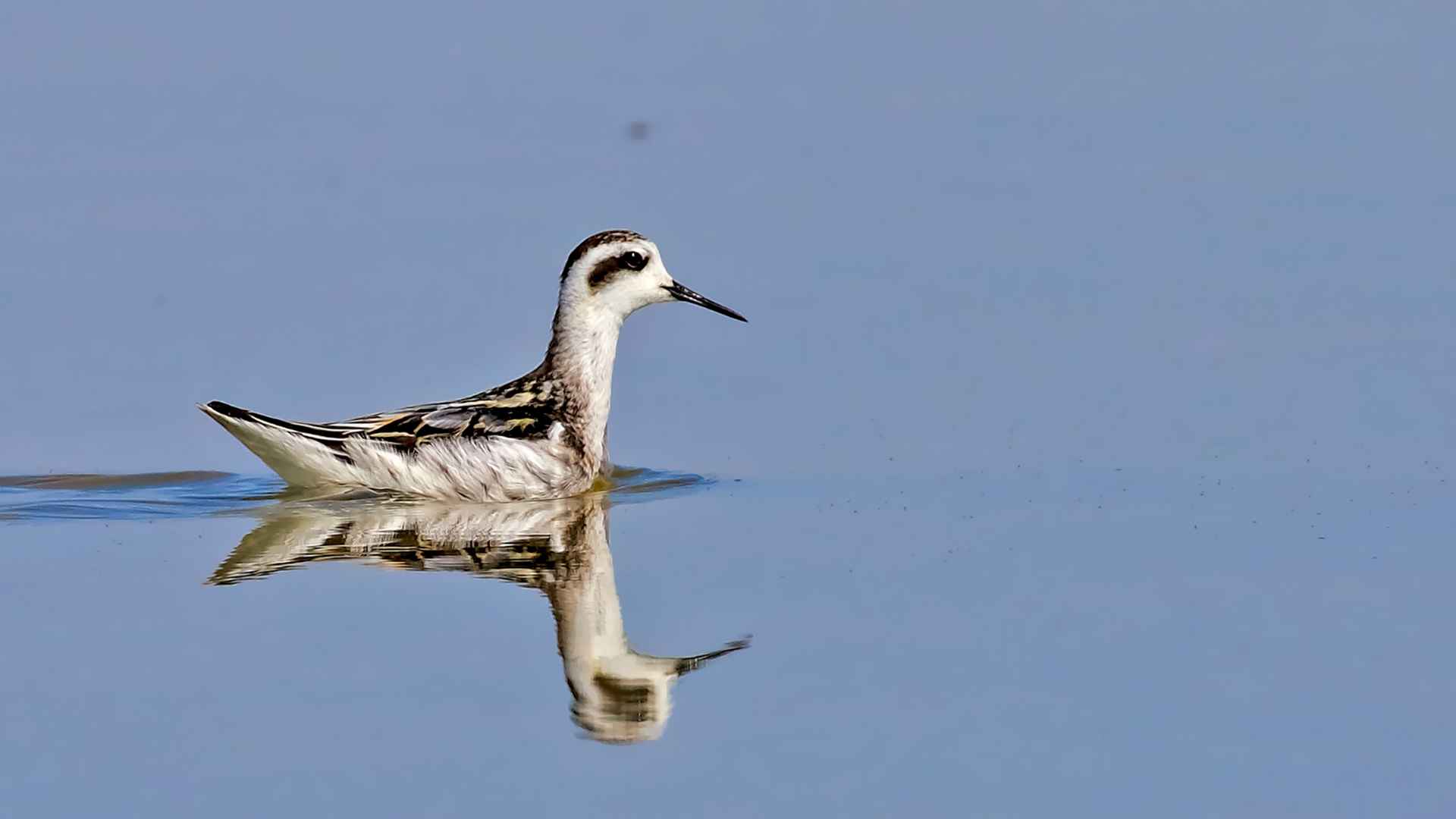 Red-necked Phalarope