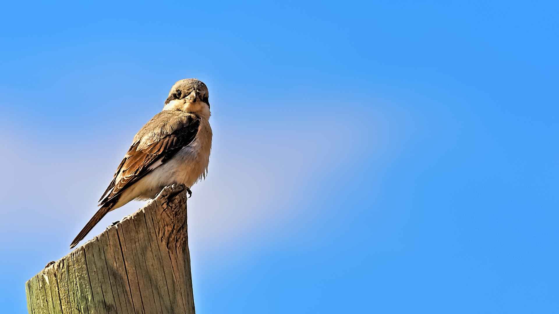 Lesser Gray Shrike