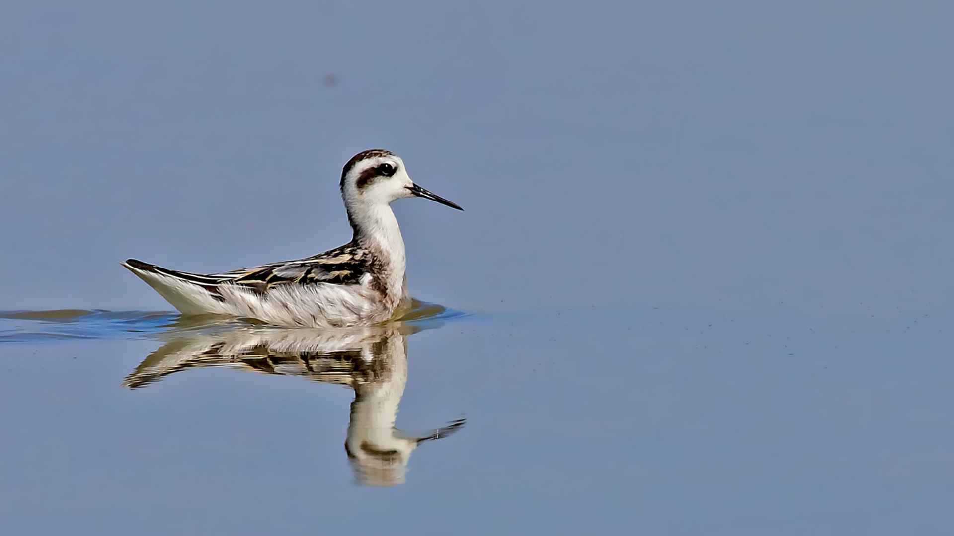 Red-necked Phalarope