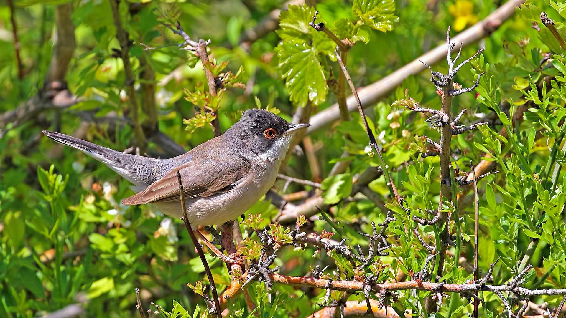 Menetries's Warbler