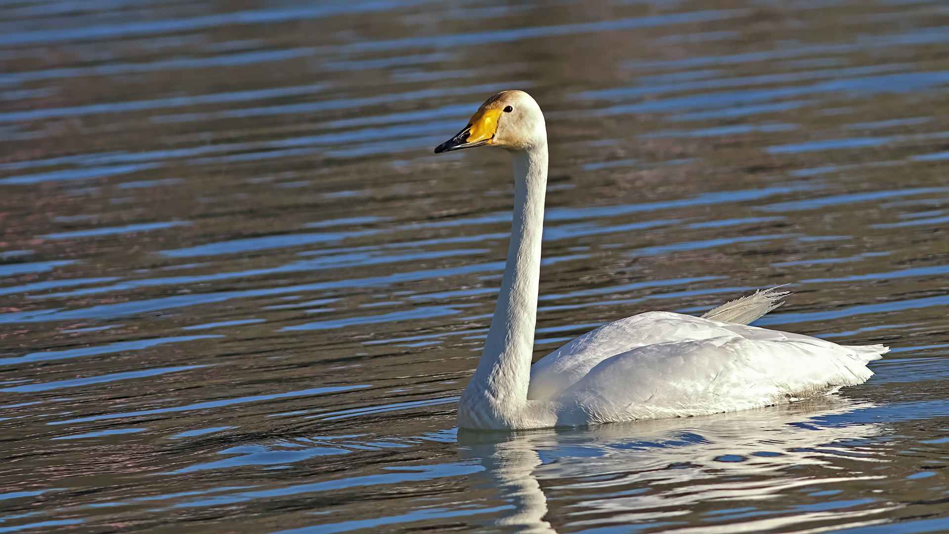 Whooper Swan