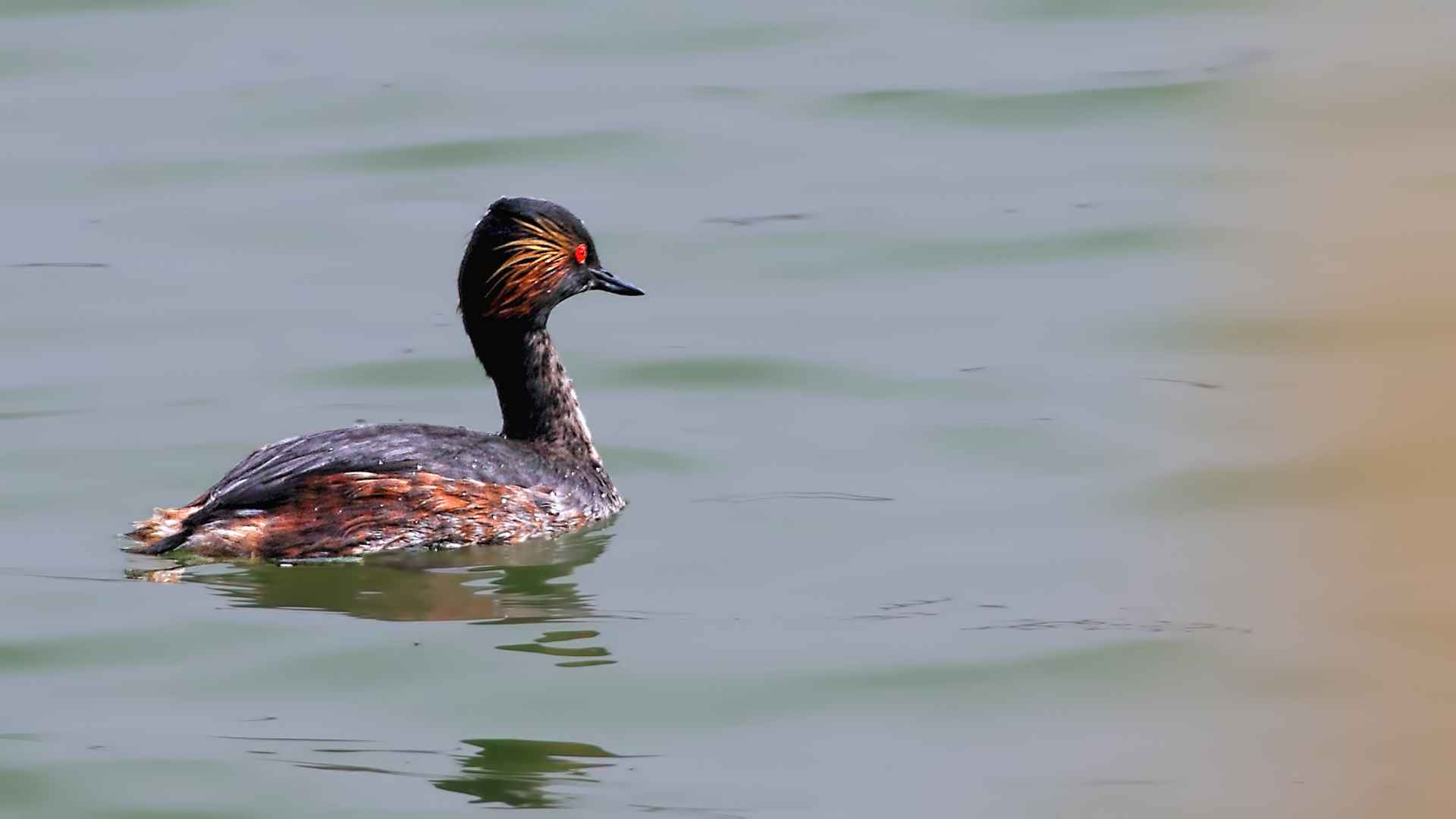 Eared Grebe