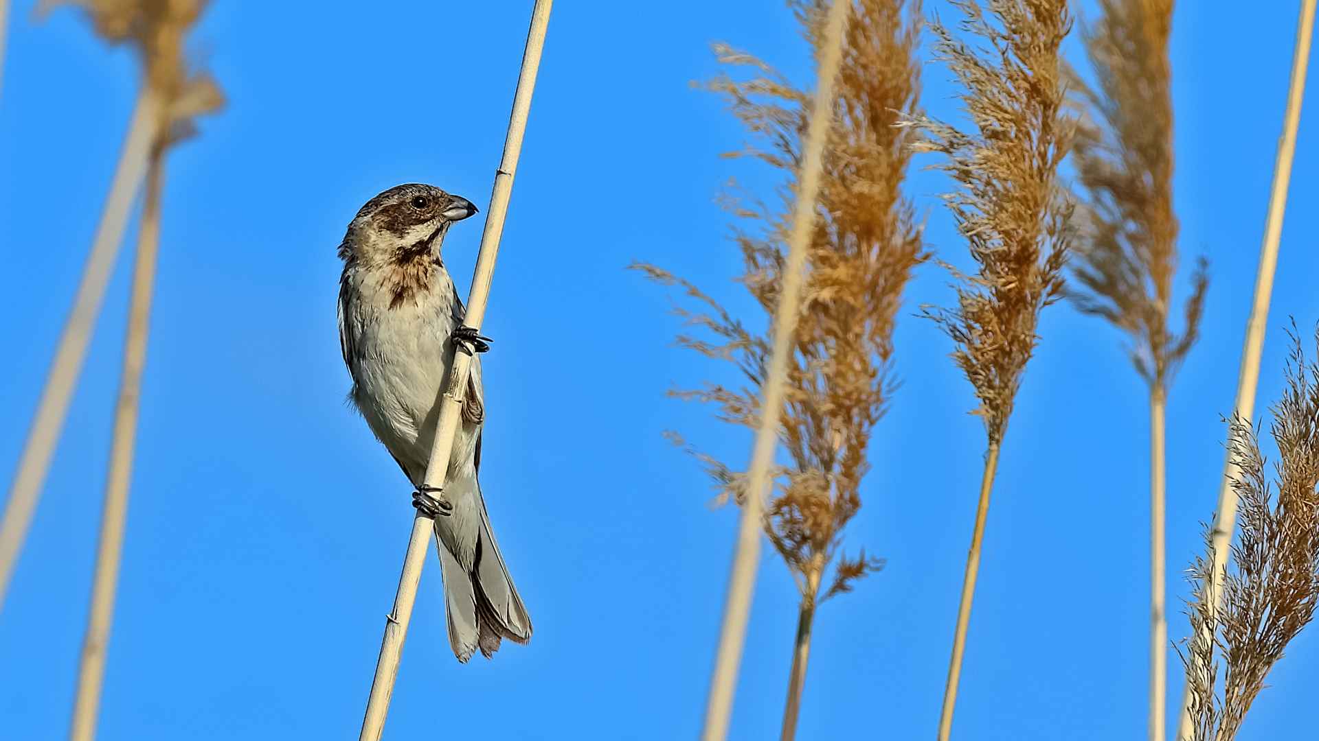 Reed Bunting
