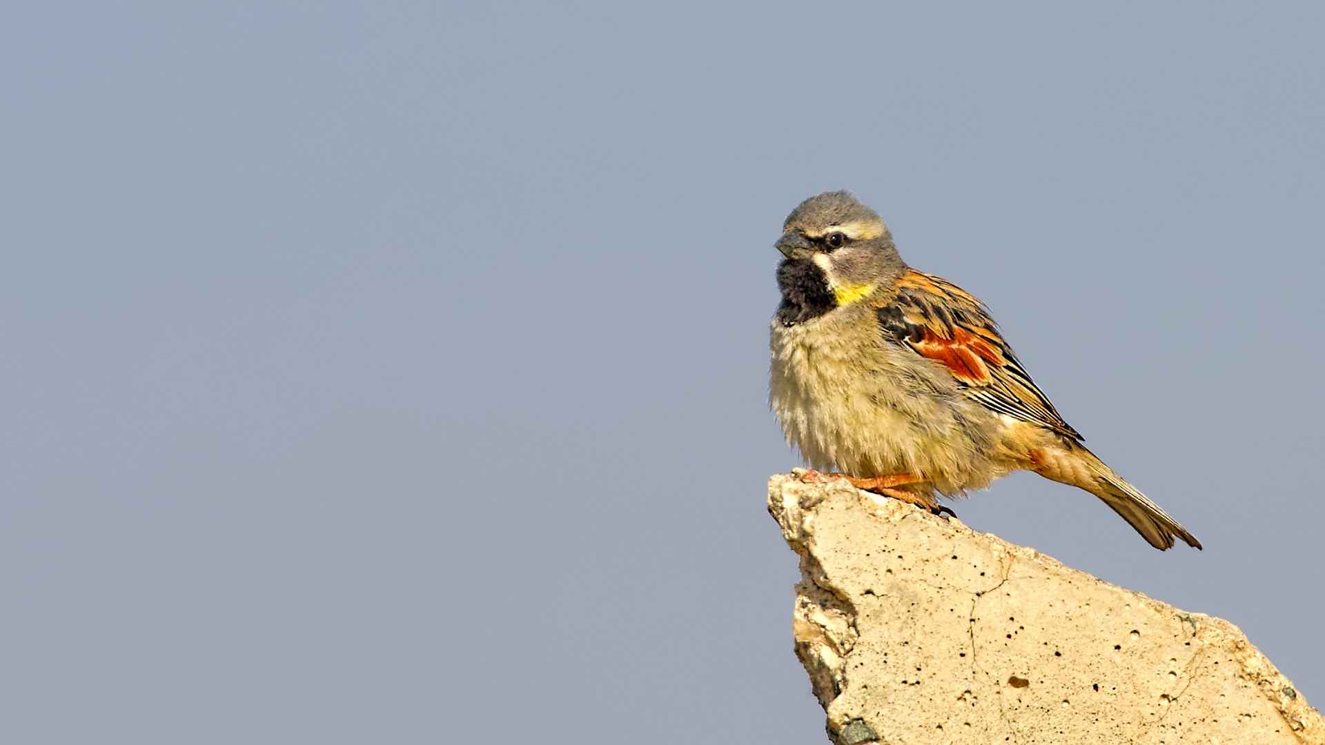 Dead Sea Sparrow