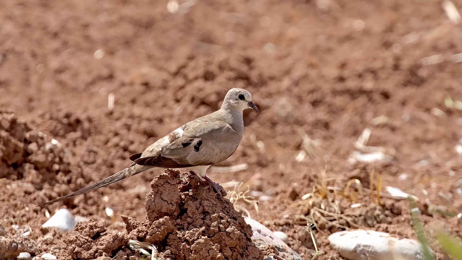 Namaqua Dove