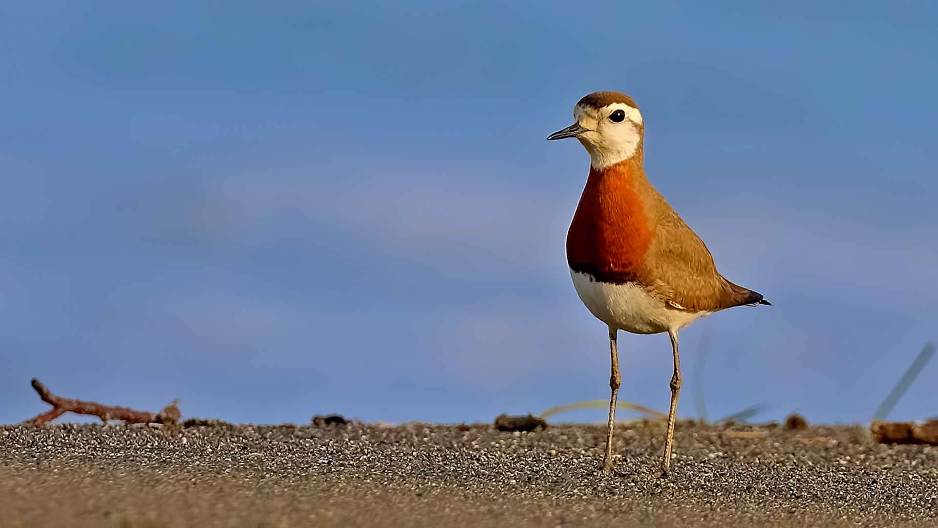 Caspian Plover