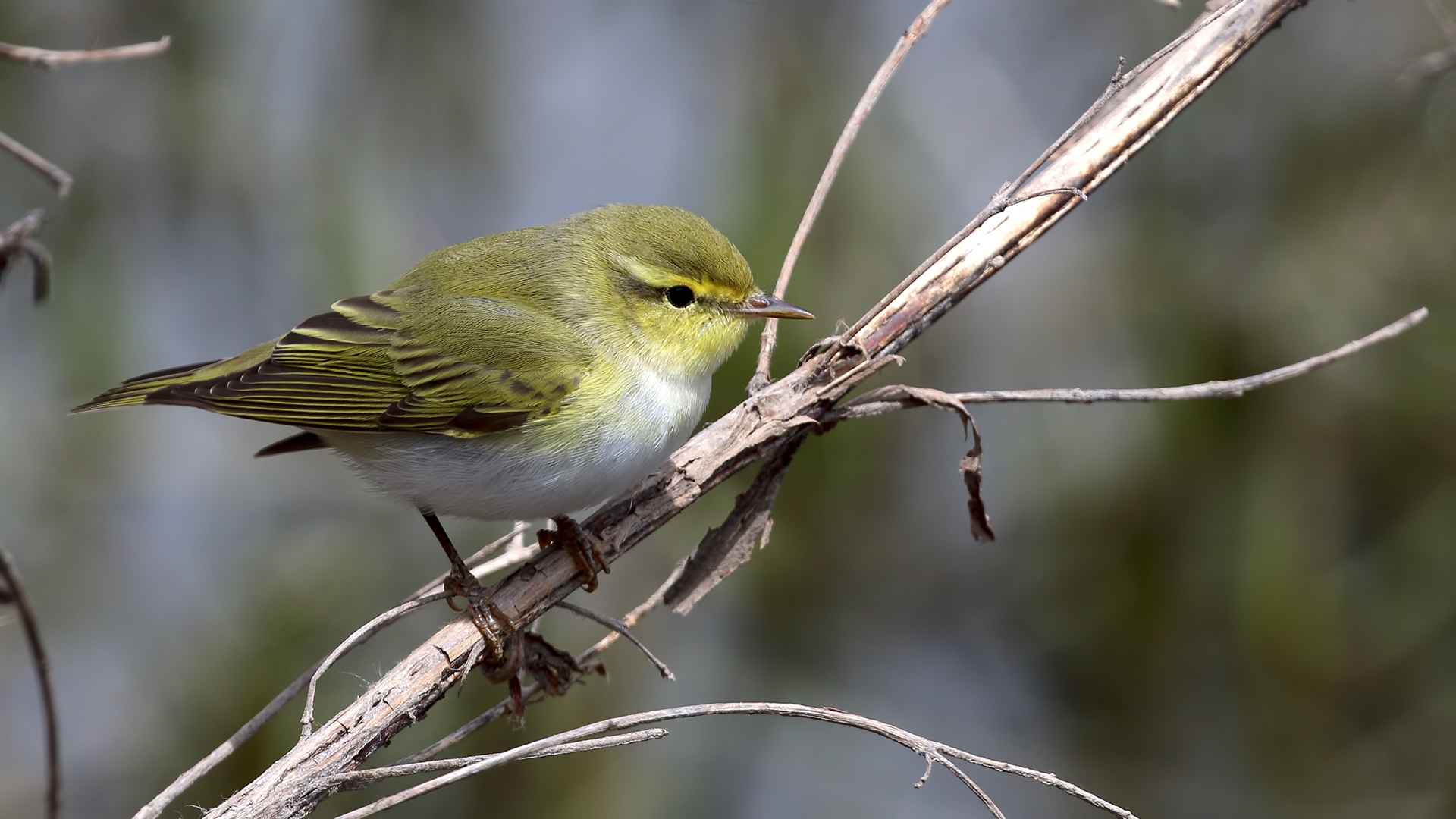 Wood Warbler