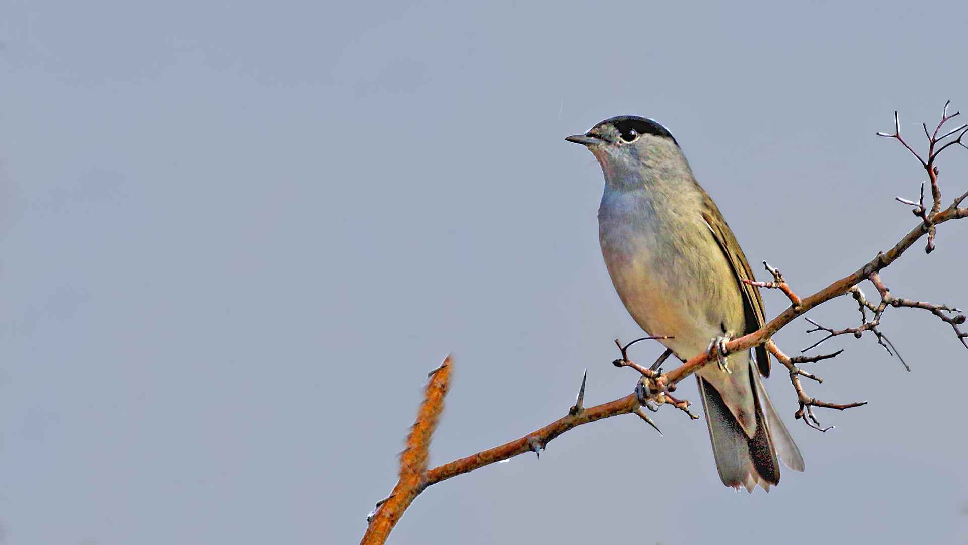 Eurasian Blackcap
