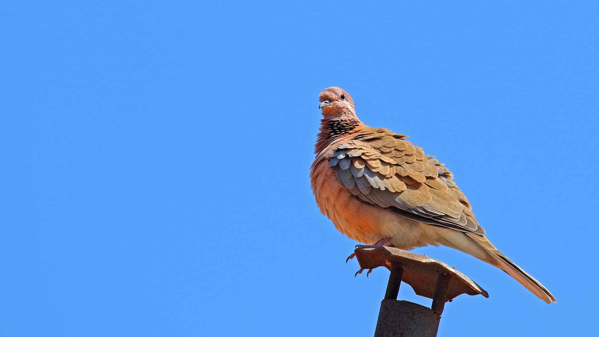 Laughing Dove