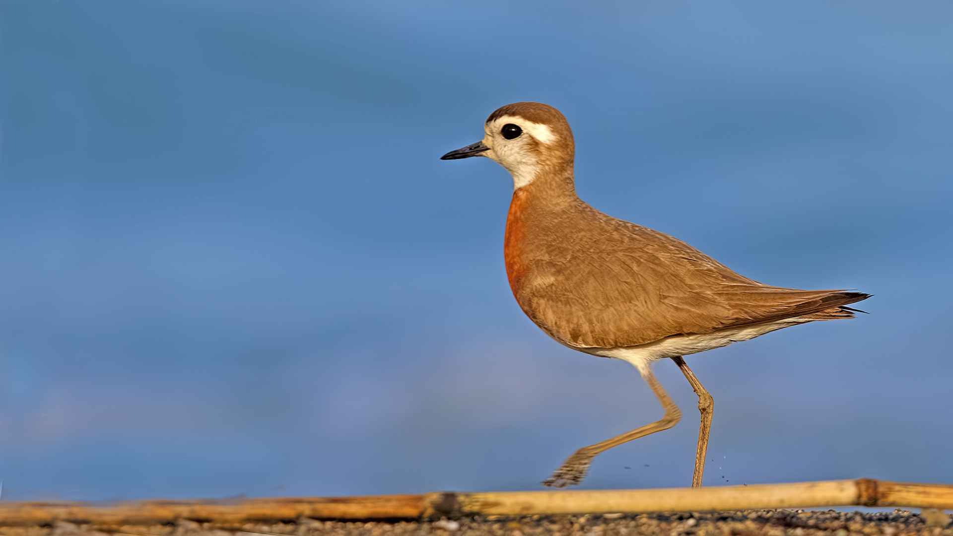 Caspian Plover
