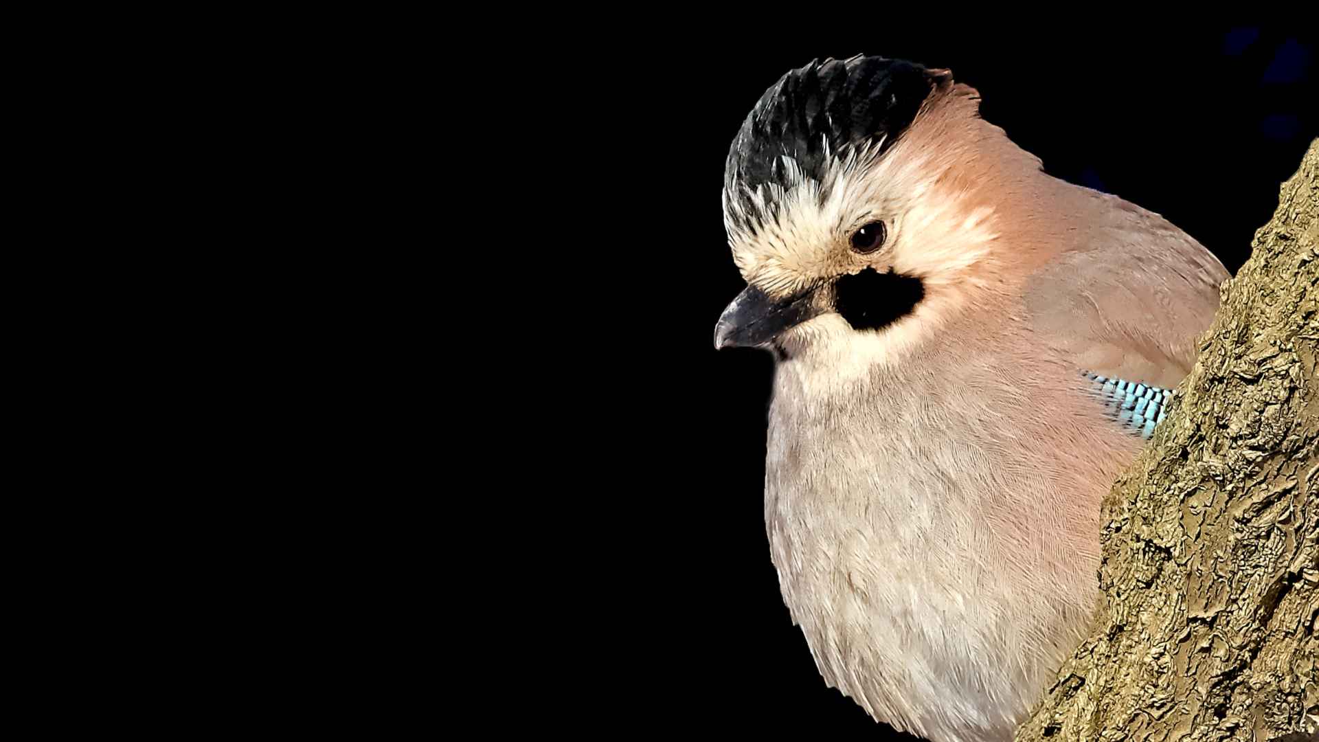 Alakarga