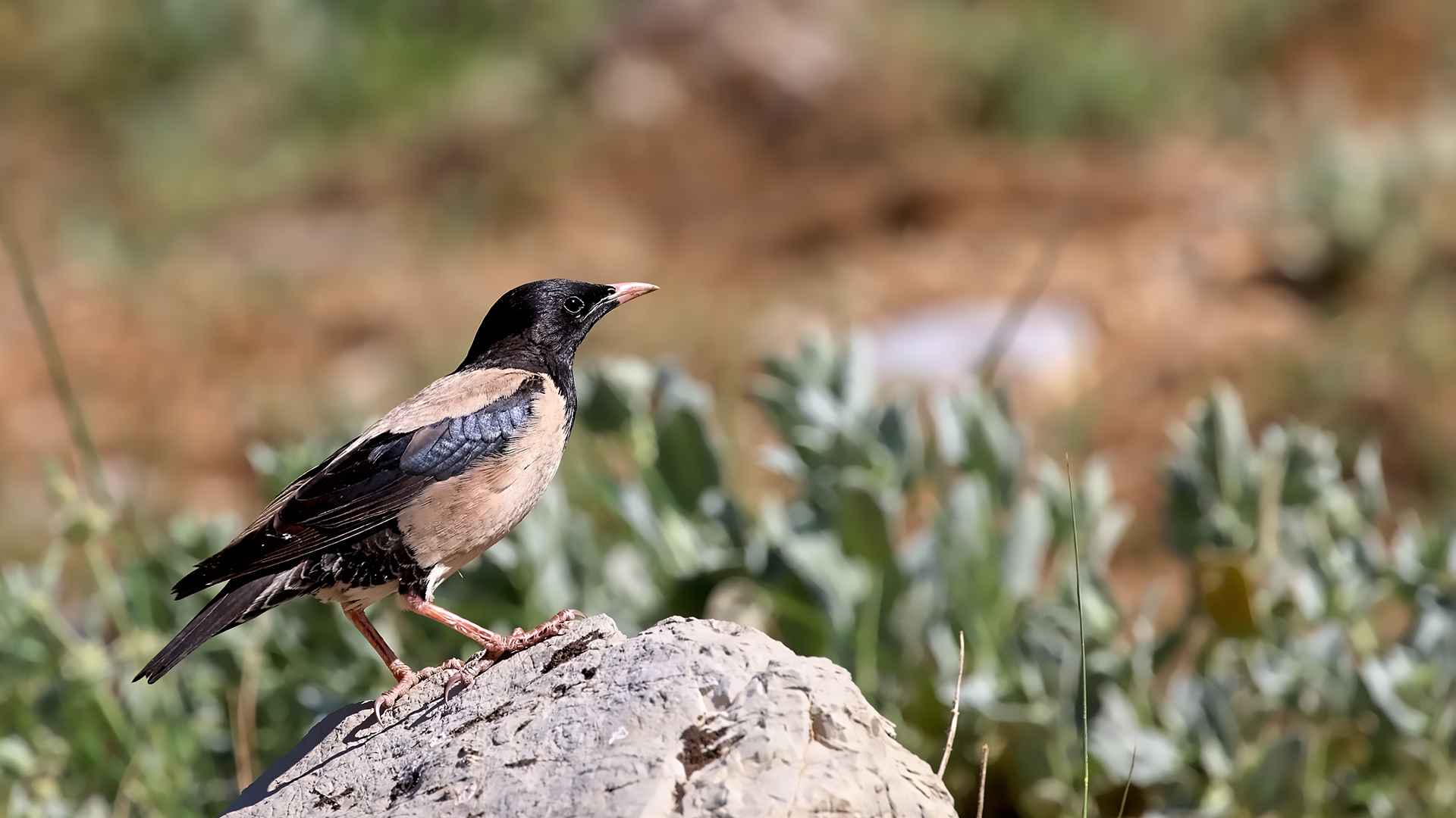 Rosy Starling
